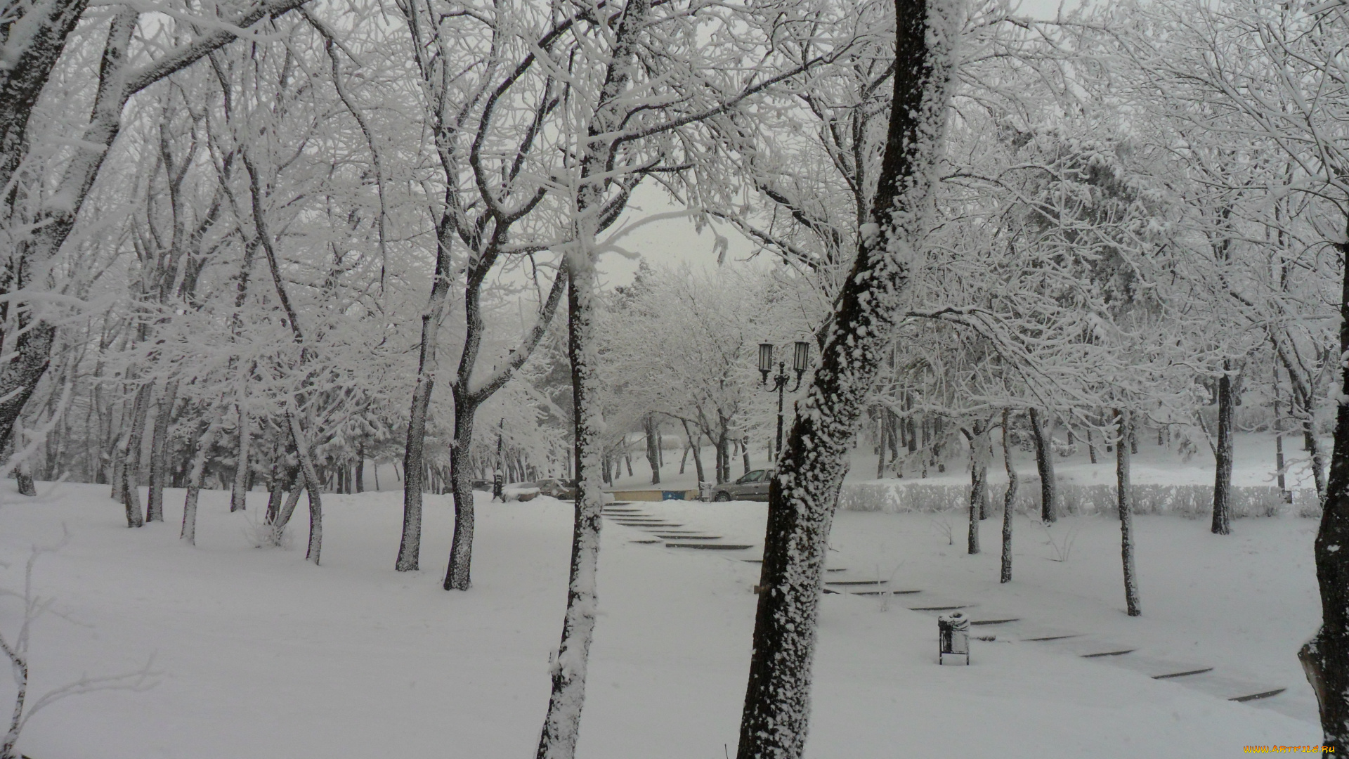 природа, зима, деревья, снег, день