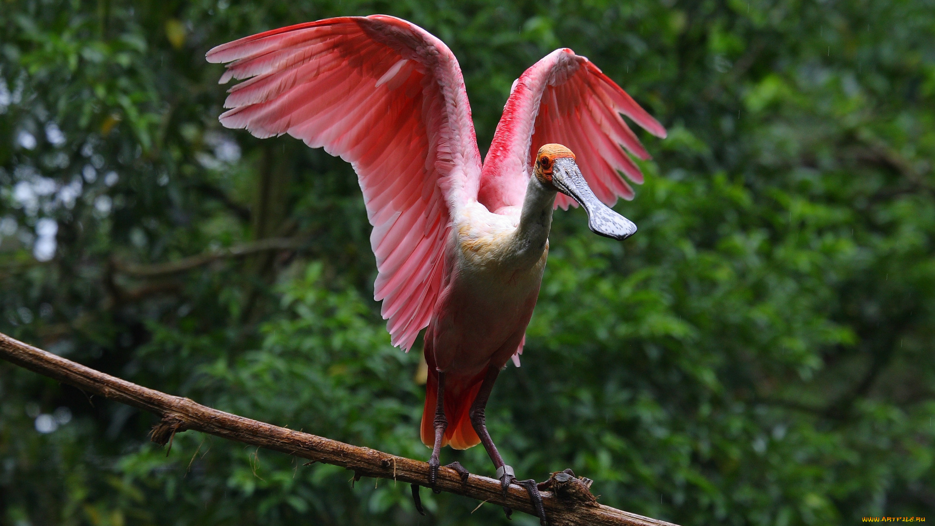 животные, ибисы, колпицы, крылья, сук, ветка