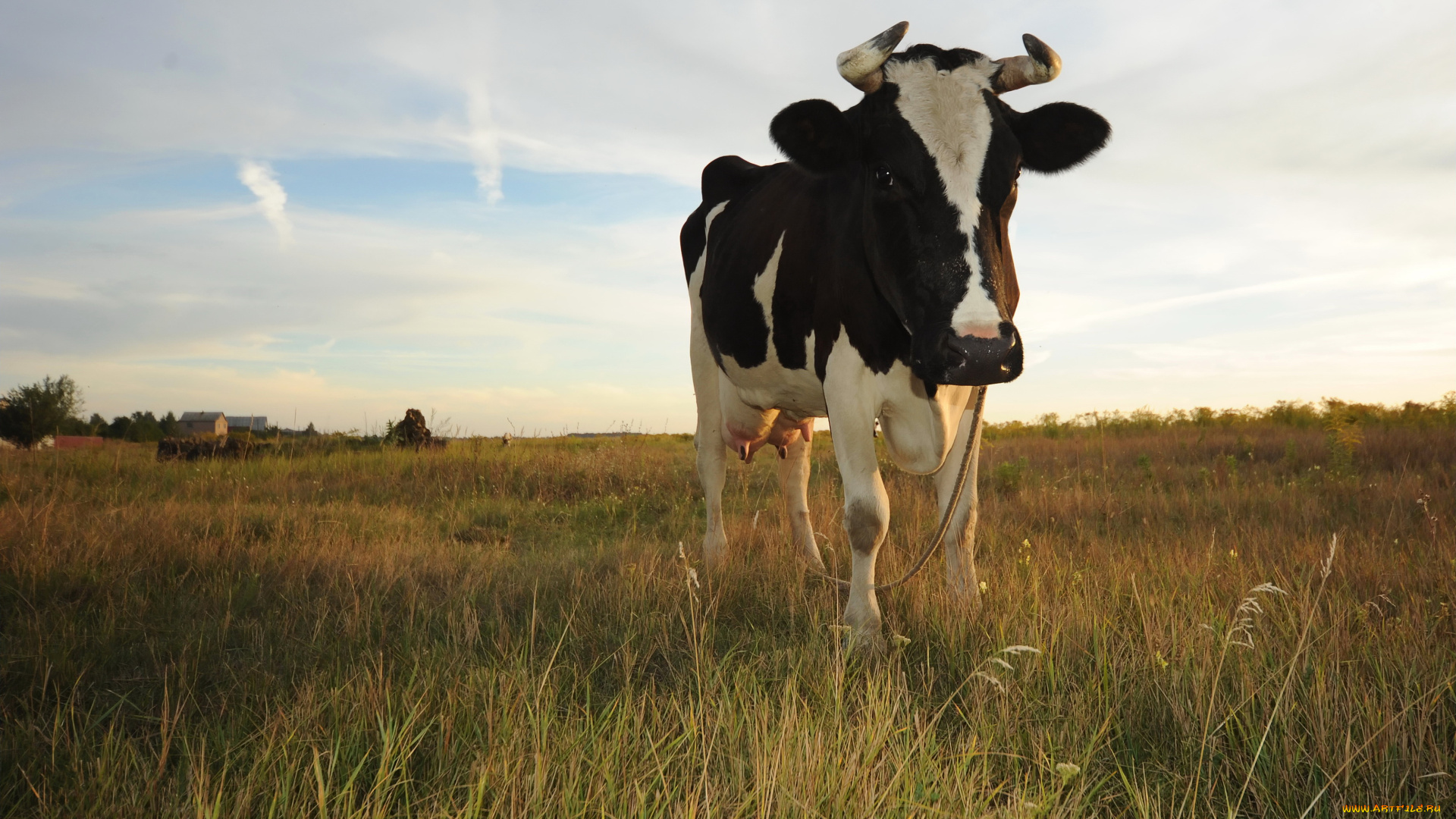 животные, коровы, буйволы, луг