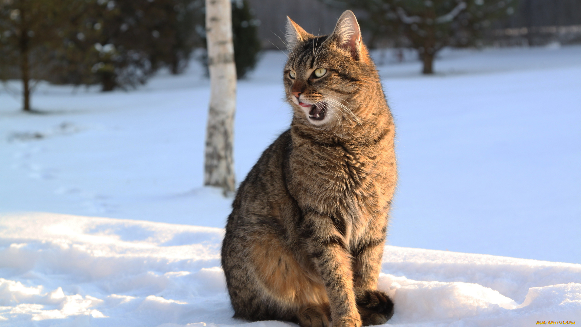 животные, коты, зима, снег, кошка