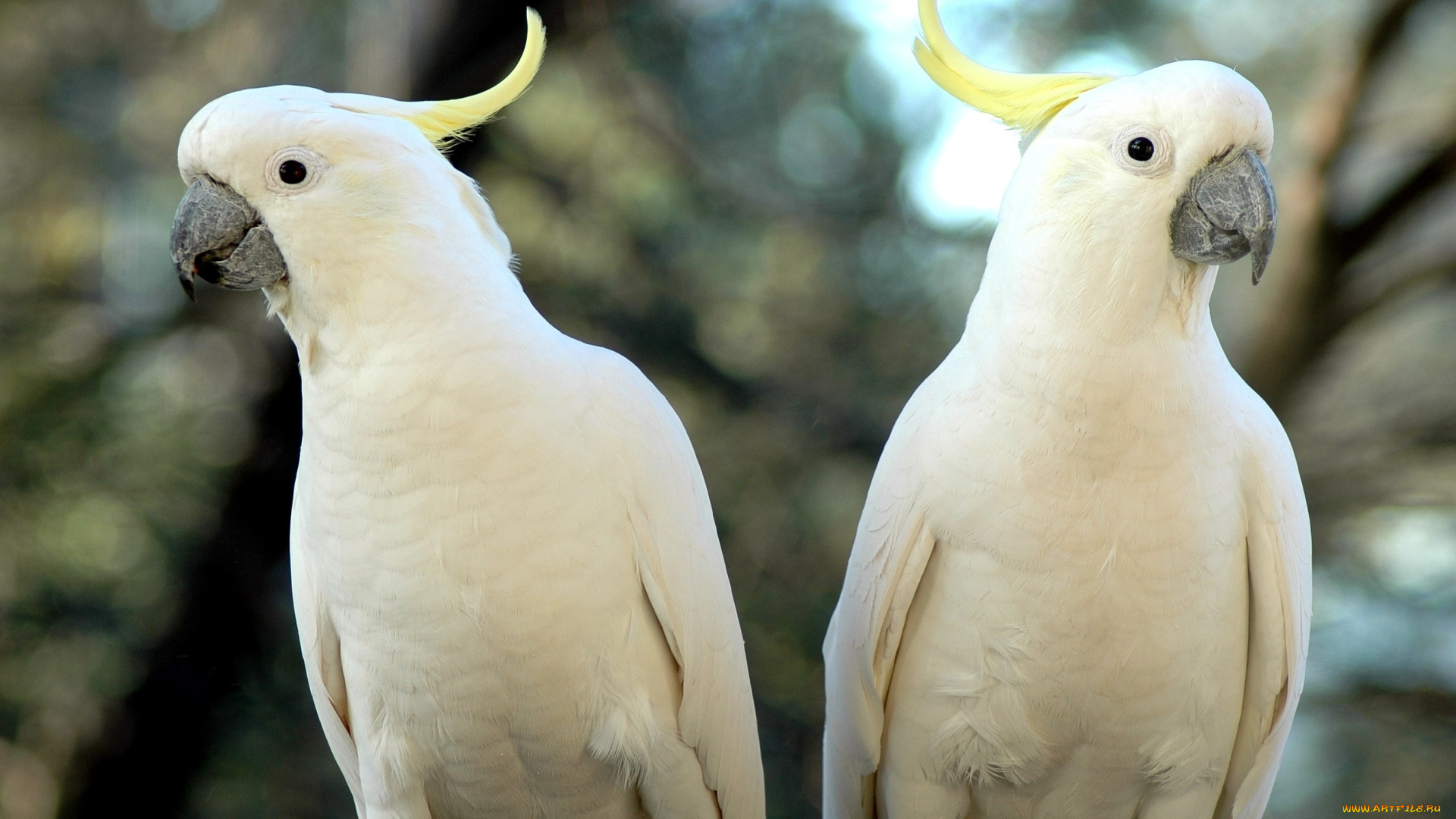 животные, попугаи, хохолок, какаду