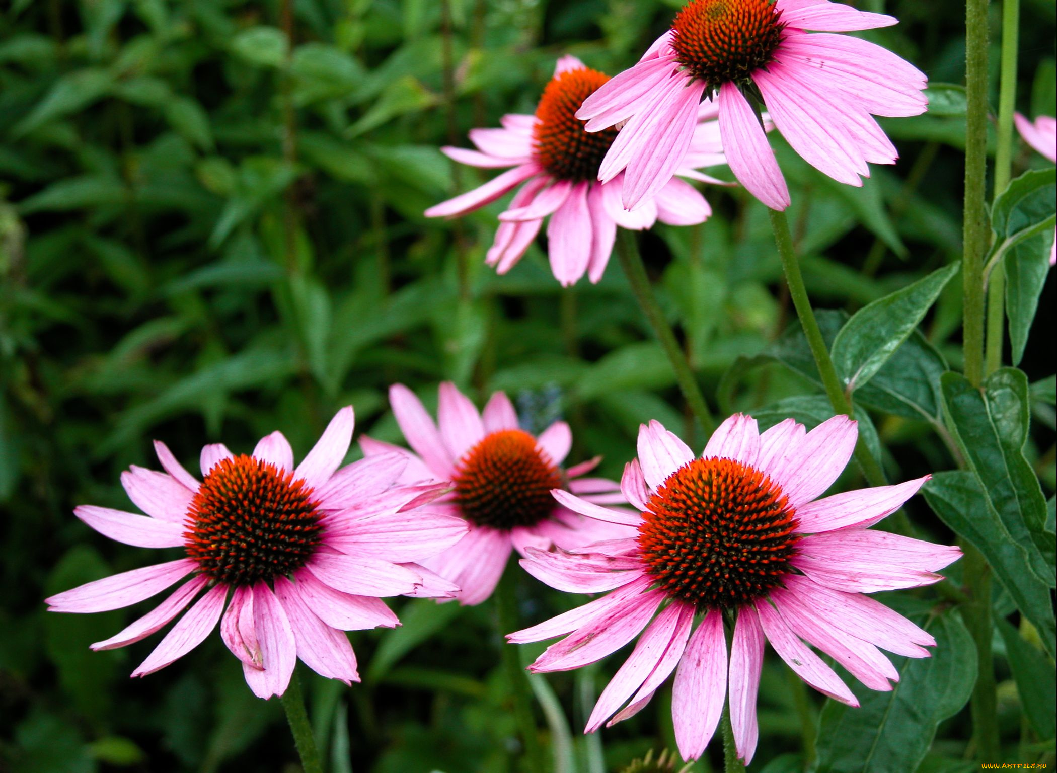 цветы, эхинацея, розовый