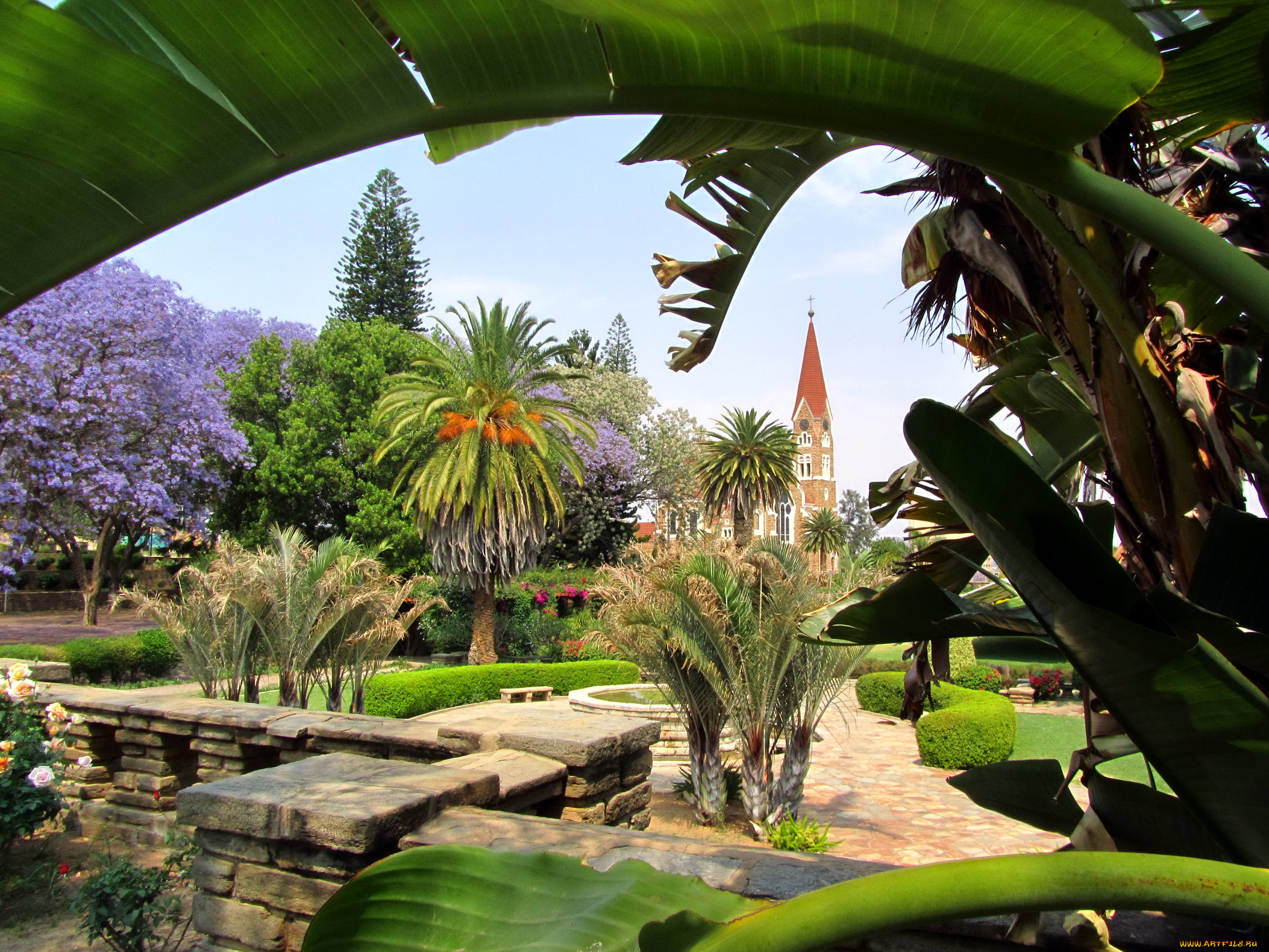 природа, парк, цветы, пальмы