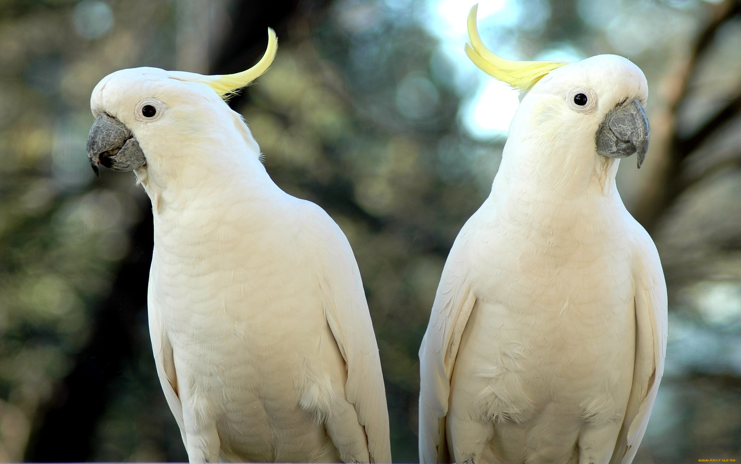 животные, попугаи, хохолок, какаду