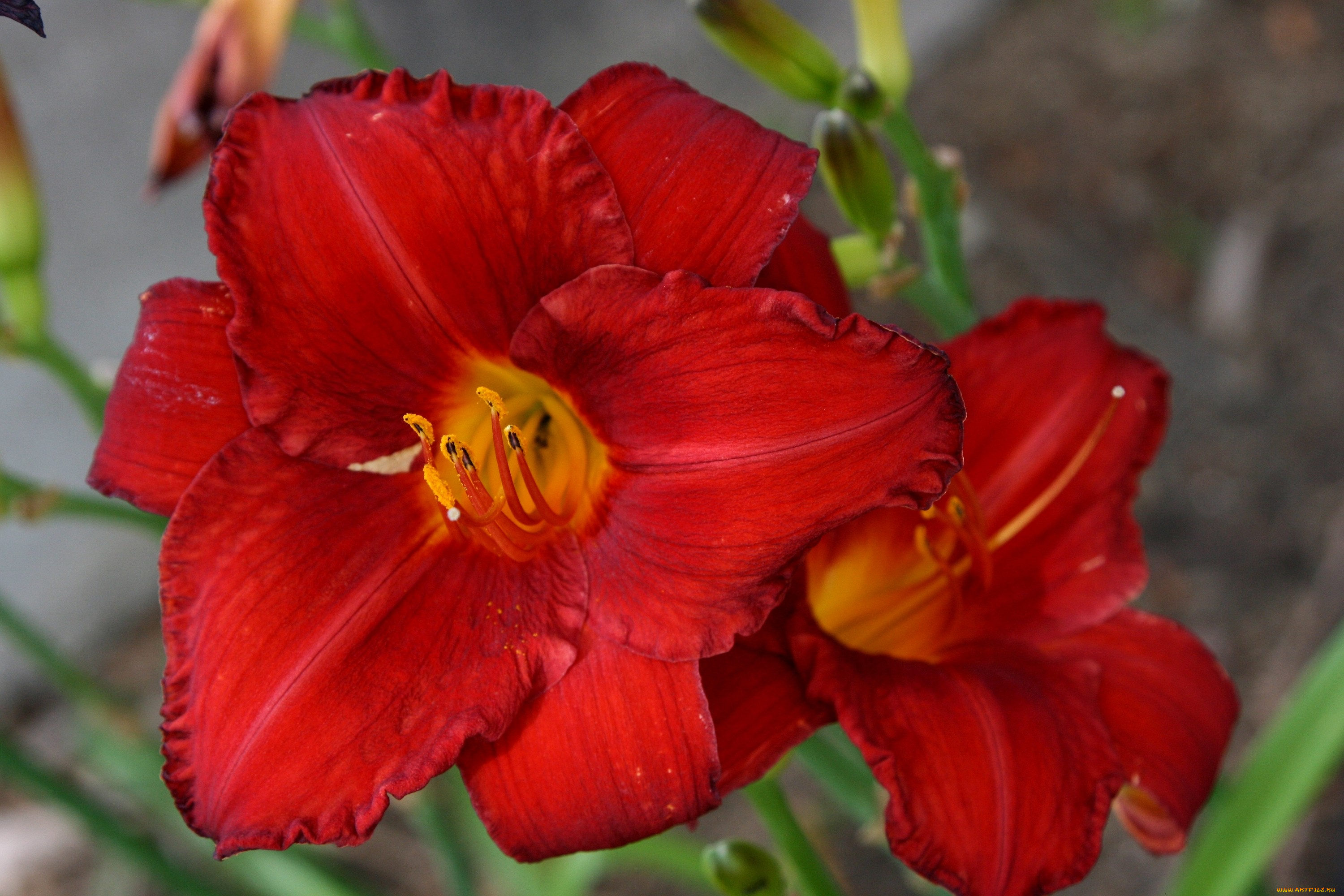 цветы, лилии, лилейники, лепестки, красный