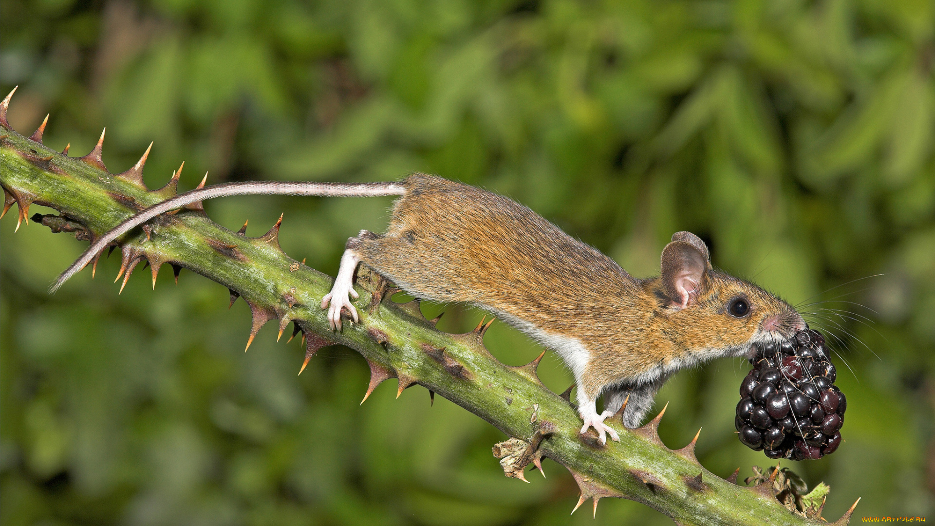 авт, гэри, кокс, животные, крысы, мыши, ягода, ежевика, древесная, мышь