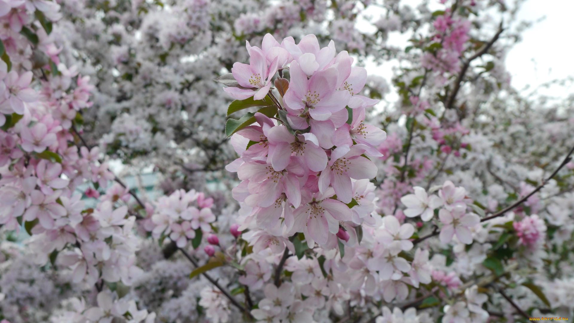 цветы, цветущие, деревья, кустарники, ветка, яблоня, васна