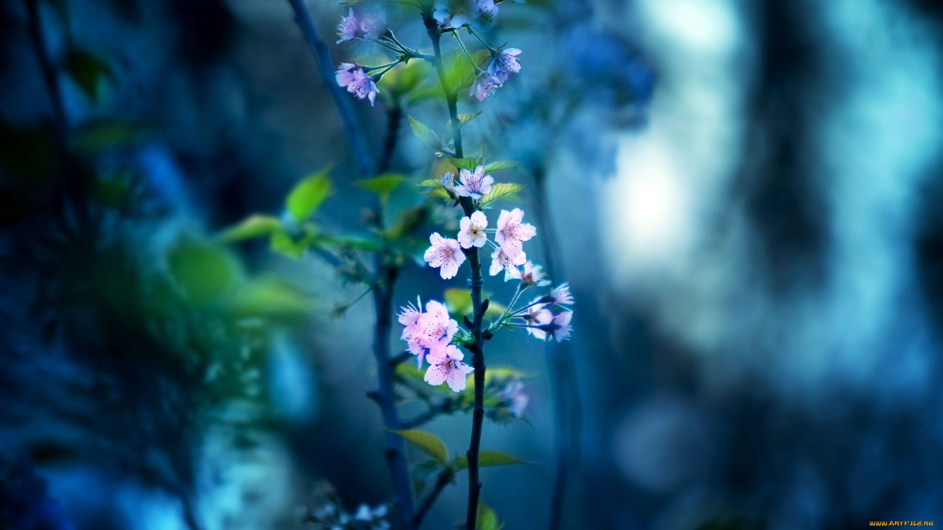 цветы, цветущие, деревья, кустарники, ветка