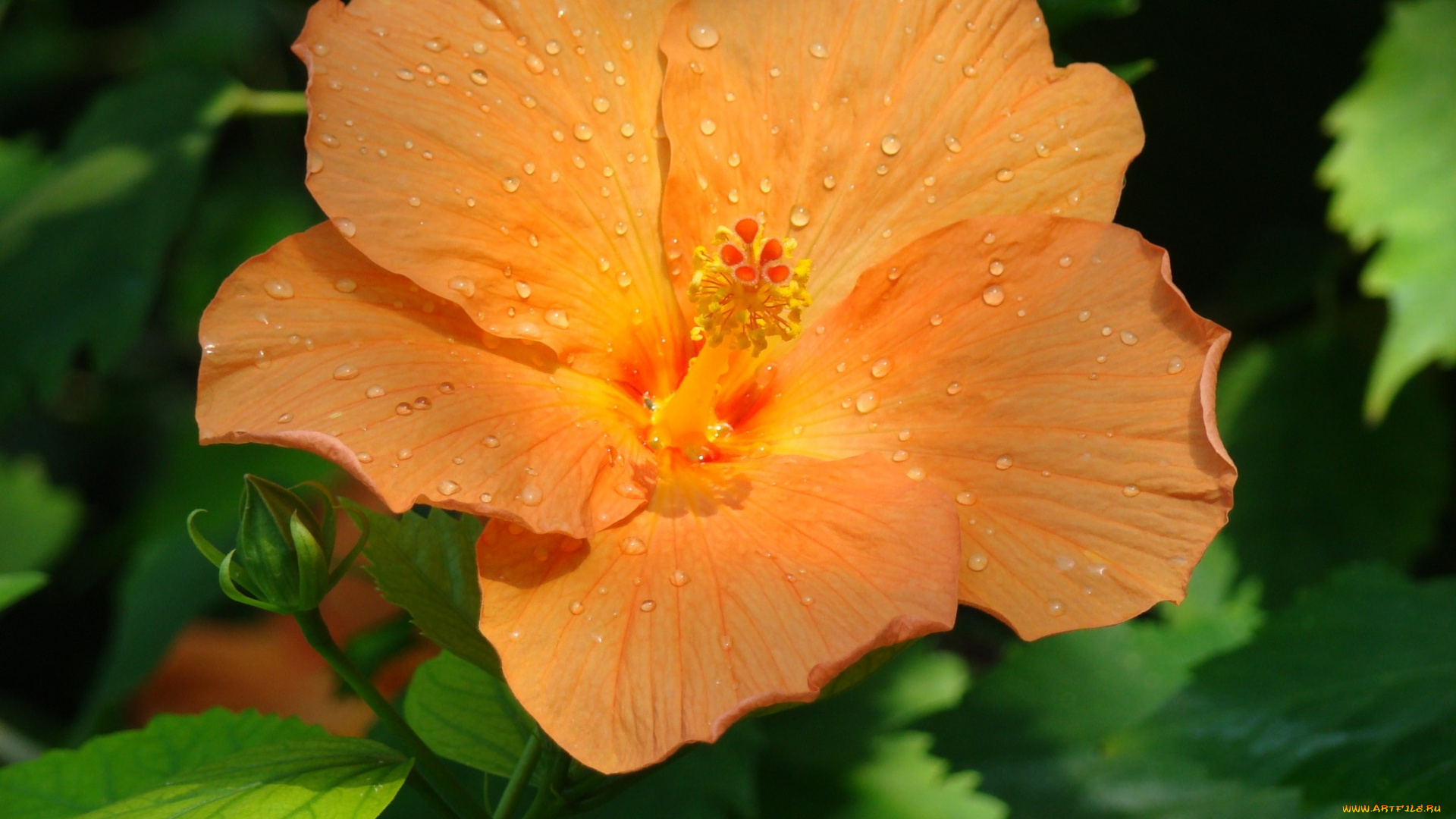 цветы, гибискусы, оранжевый