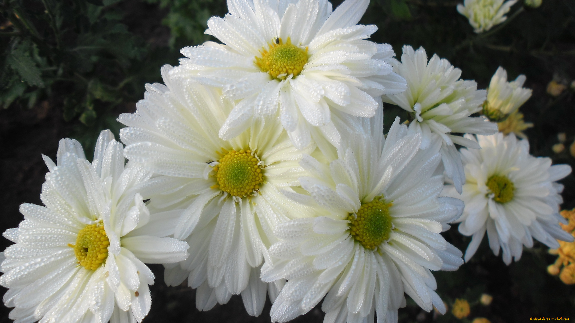 цветы, хризантемы