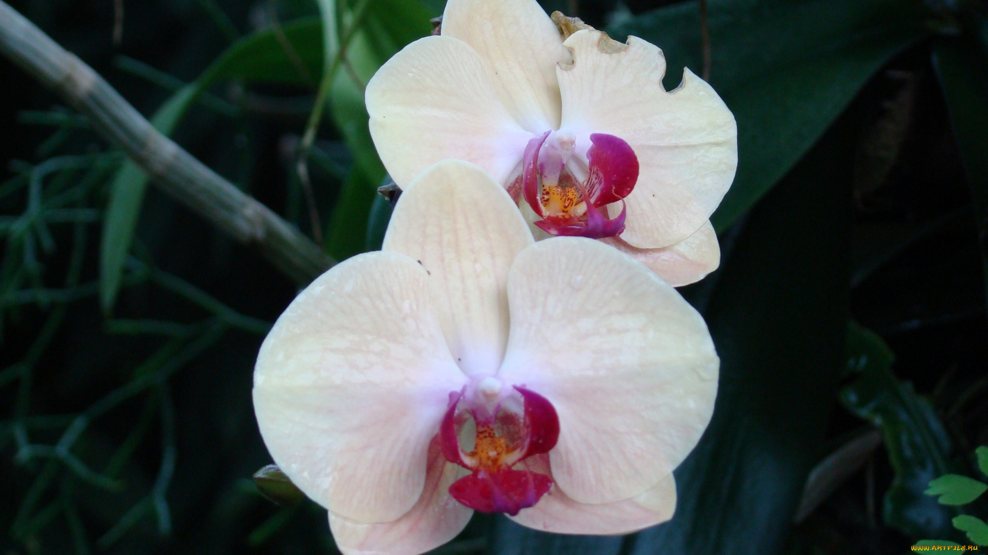 цветы, орхидеи, экзотика