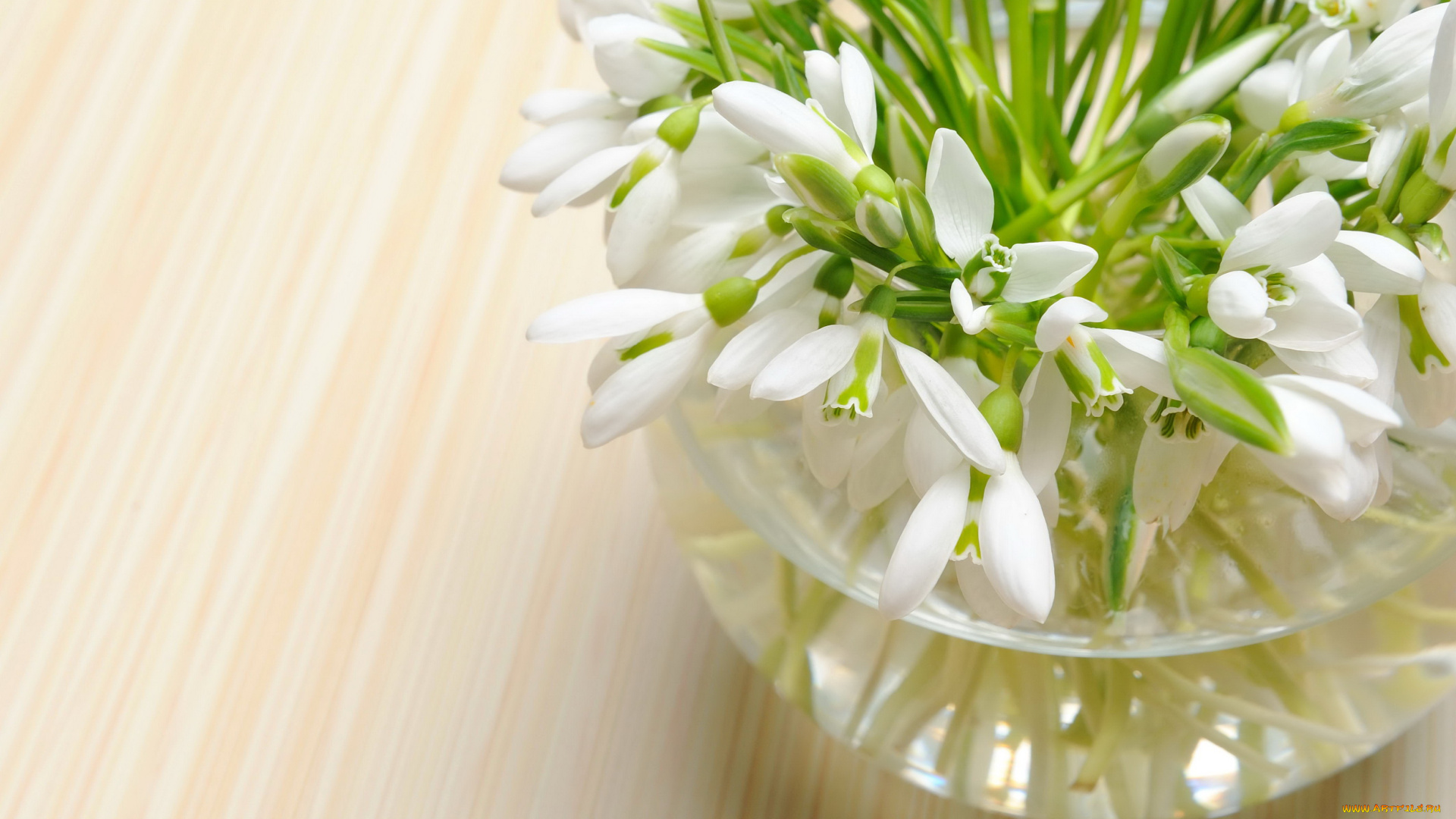 цветы, подснежники, белоцветник, ландыши