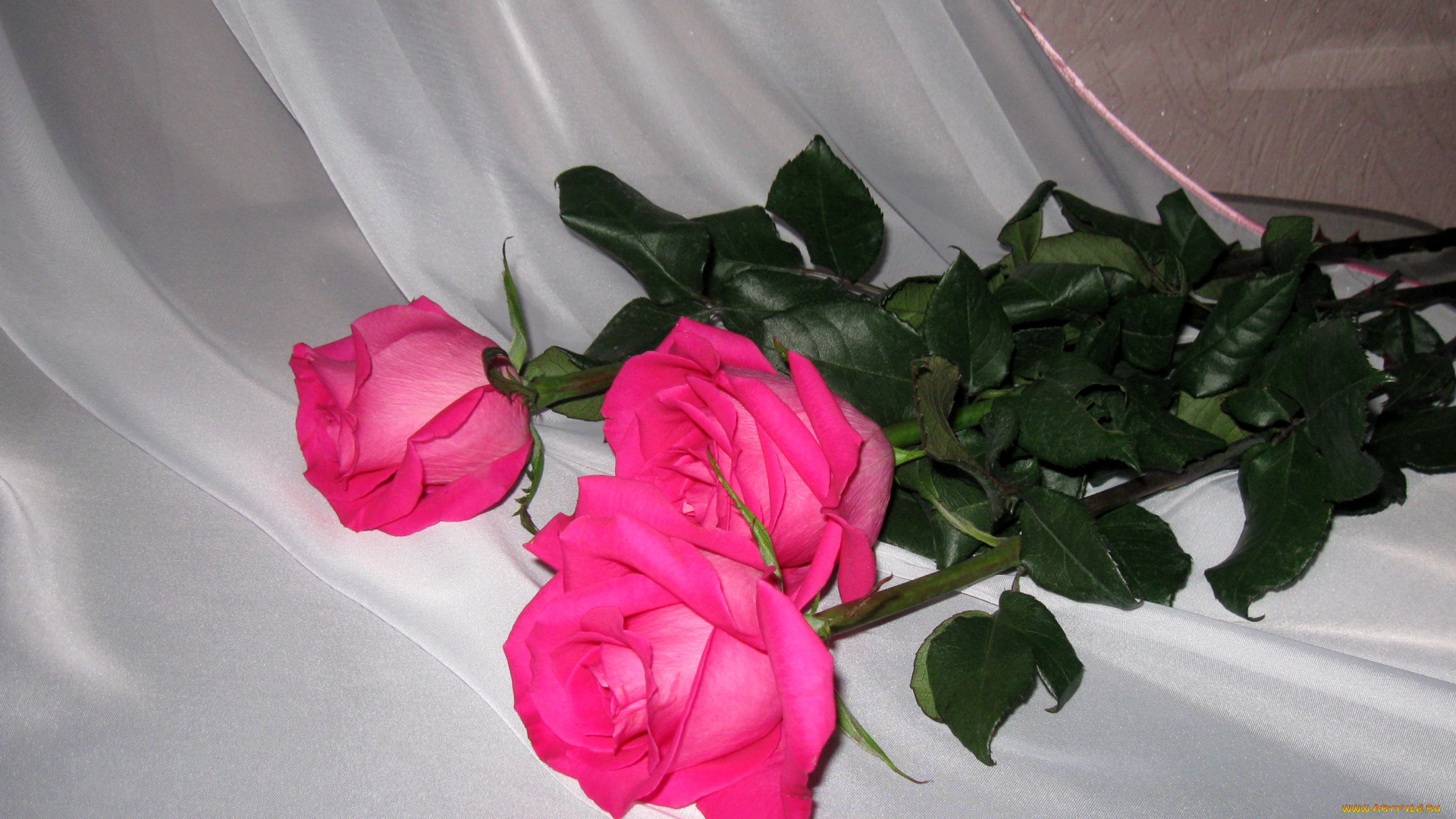 цветы, розы