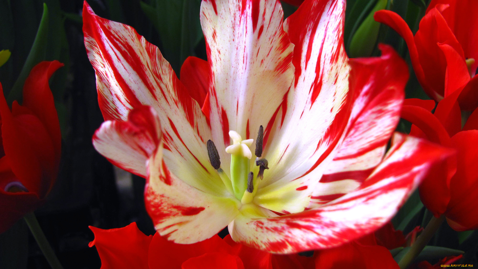 цветы, тюльпаны