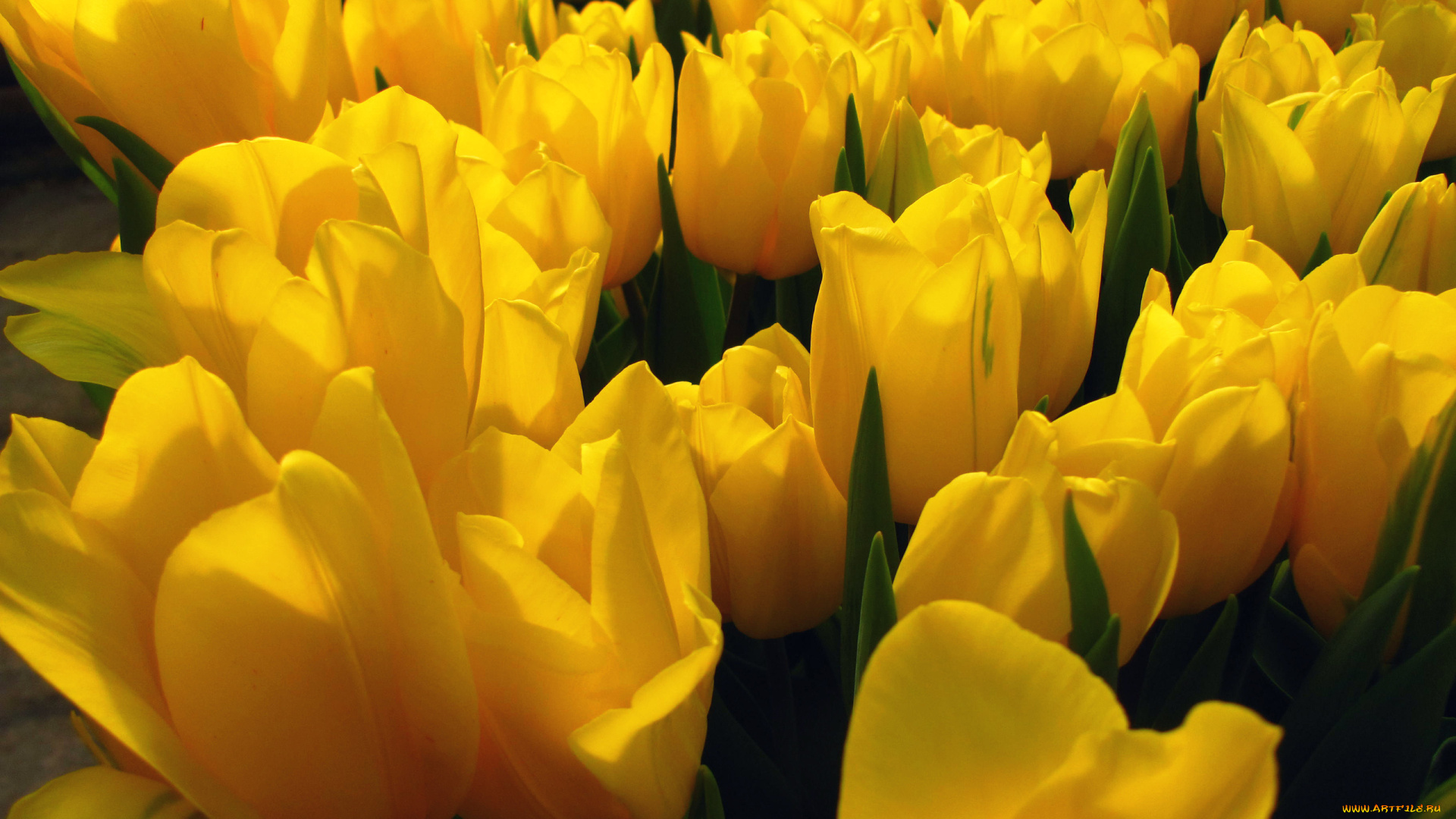 цветы, тюльпаны