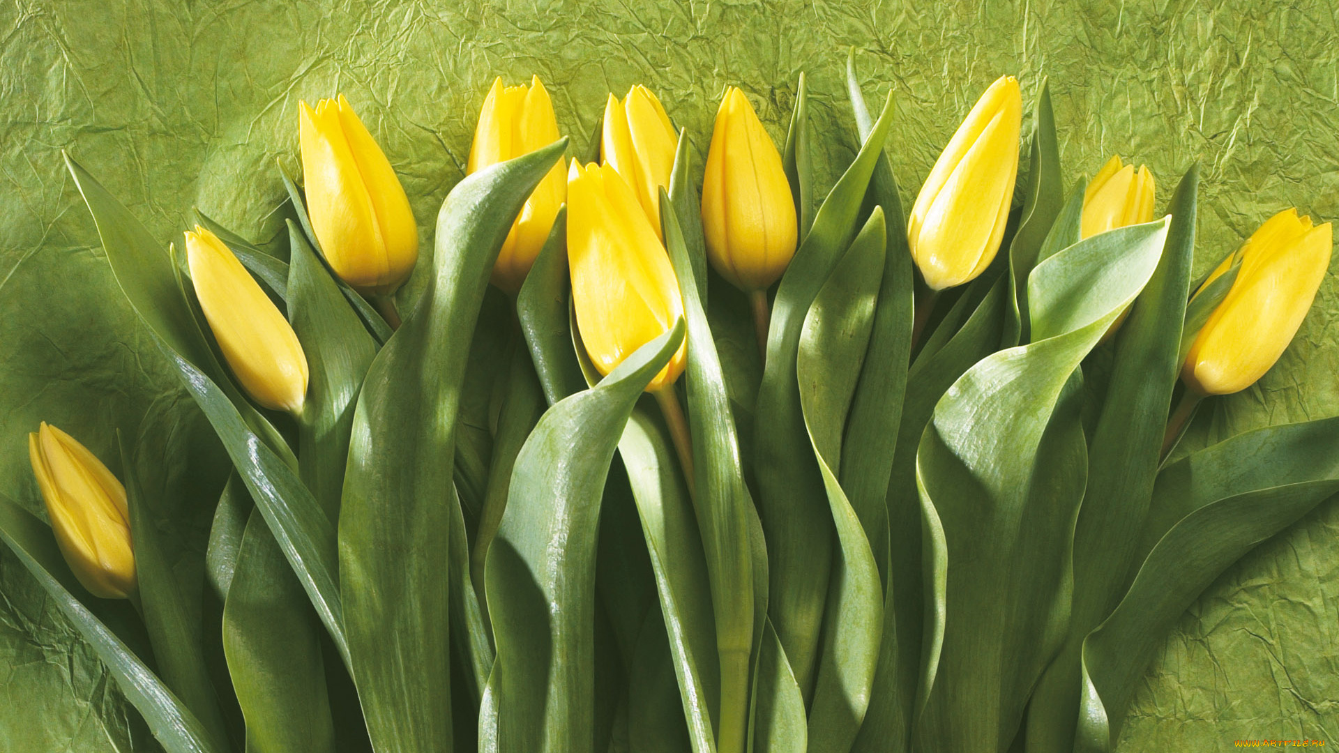 цветы, тюльпаны, желтые