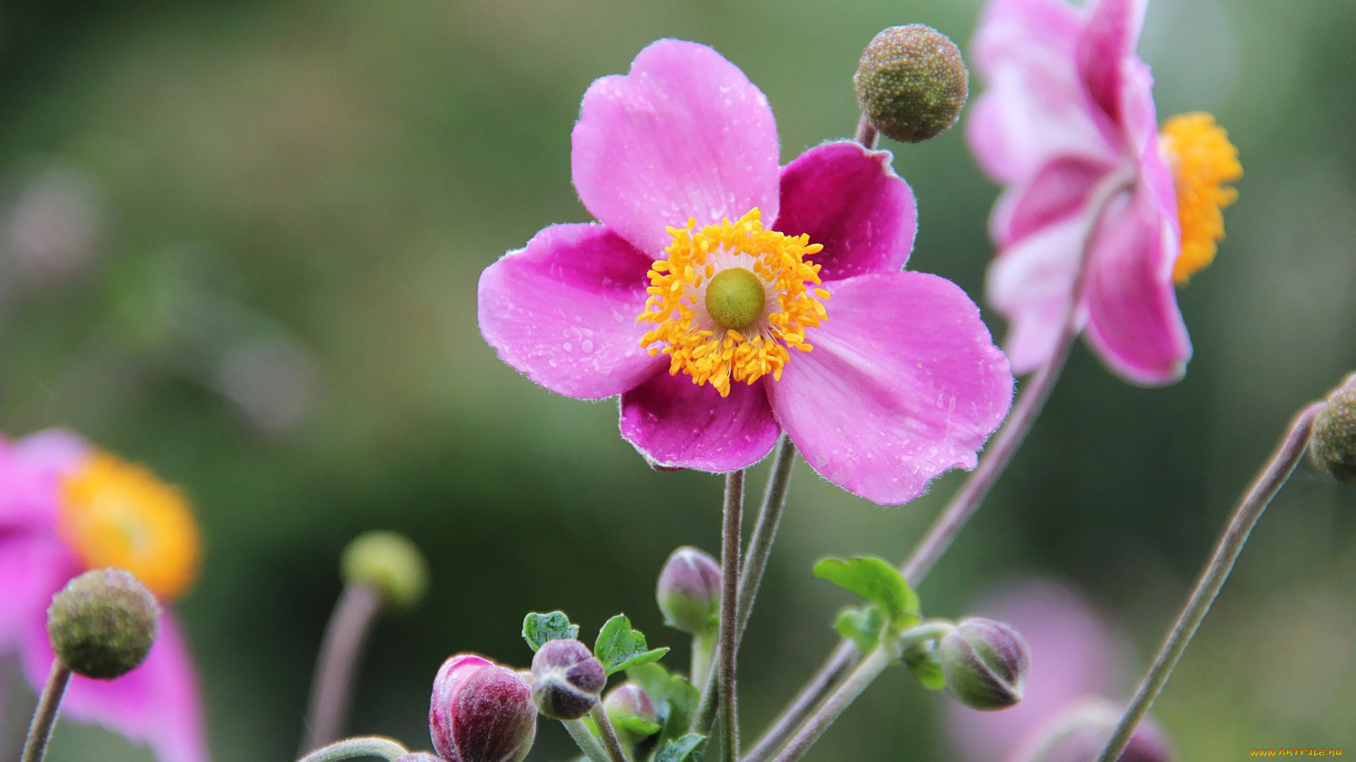 ветреница, японская, цветы, ветреницы, печёночницы