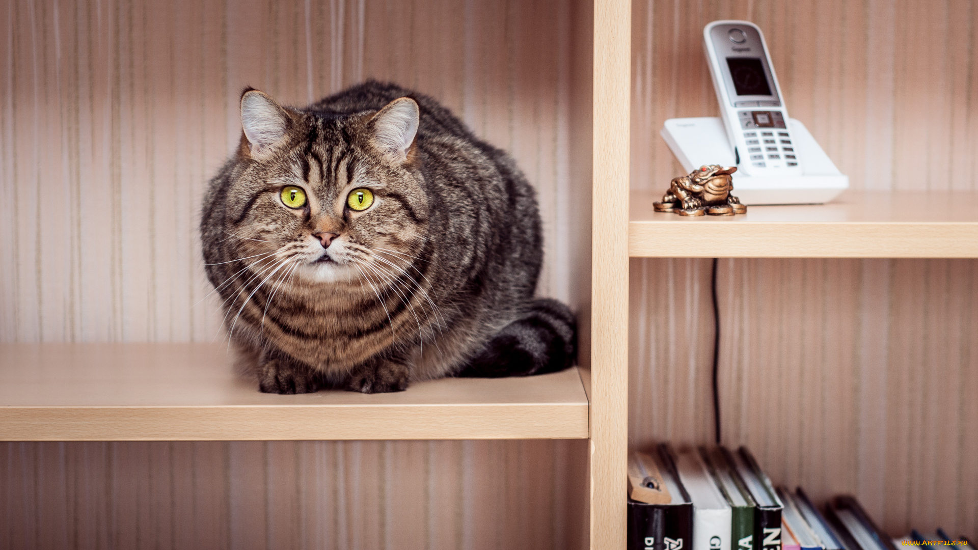 животные, коты, взгляд, книги, полки, телефон