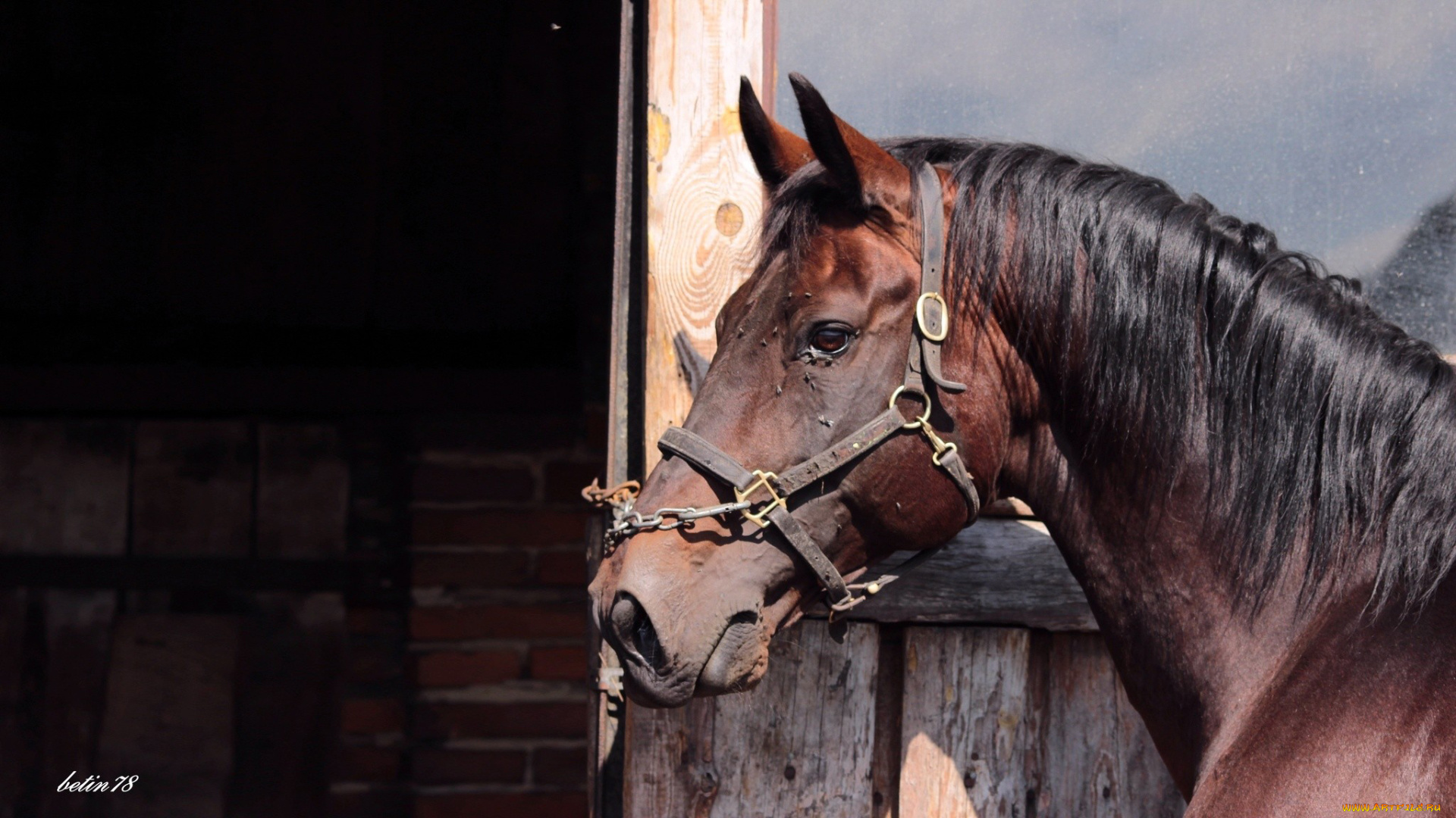 животные, лошади, гнедая