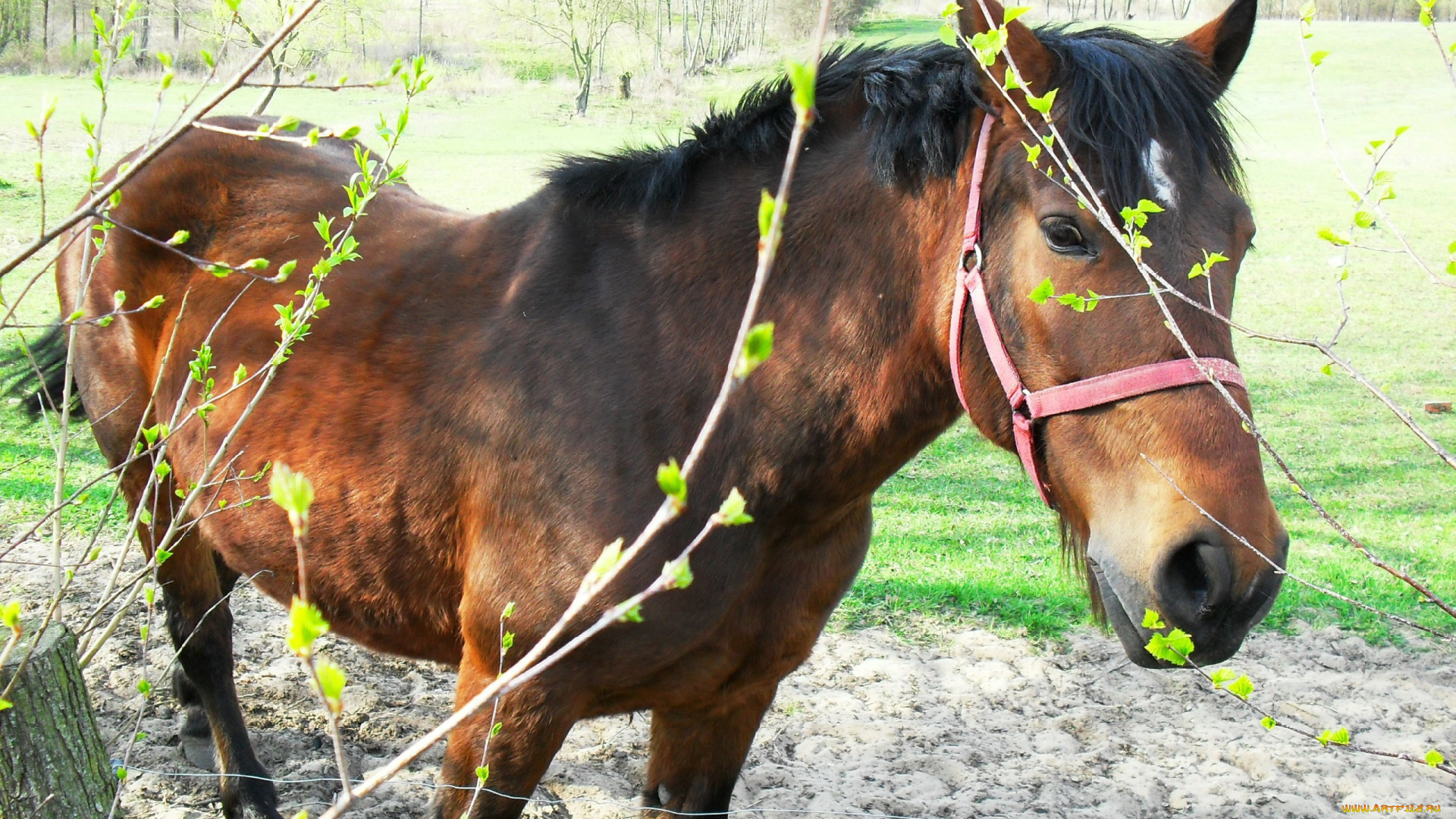 животные, лошади, лошадка