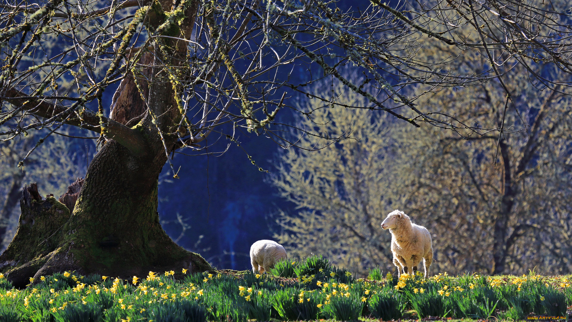 животные, овцы, бараны, нарциссы, деревья, весна, цветы