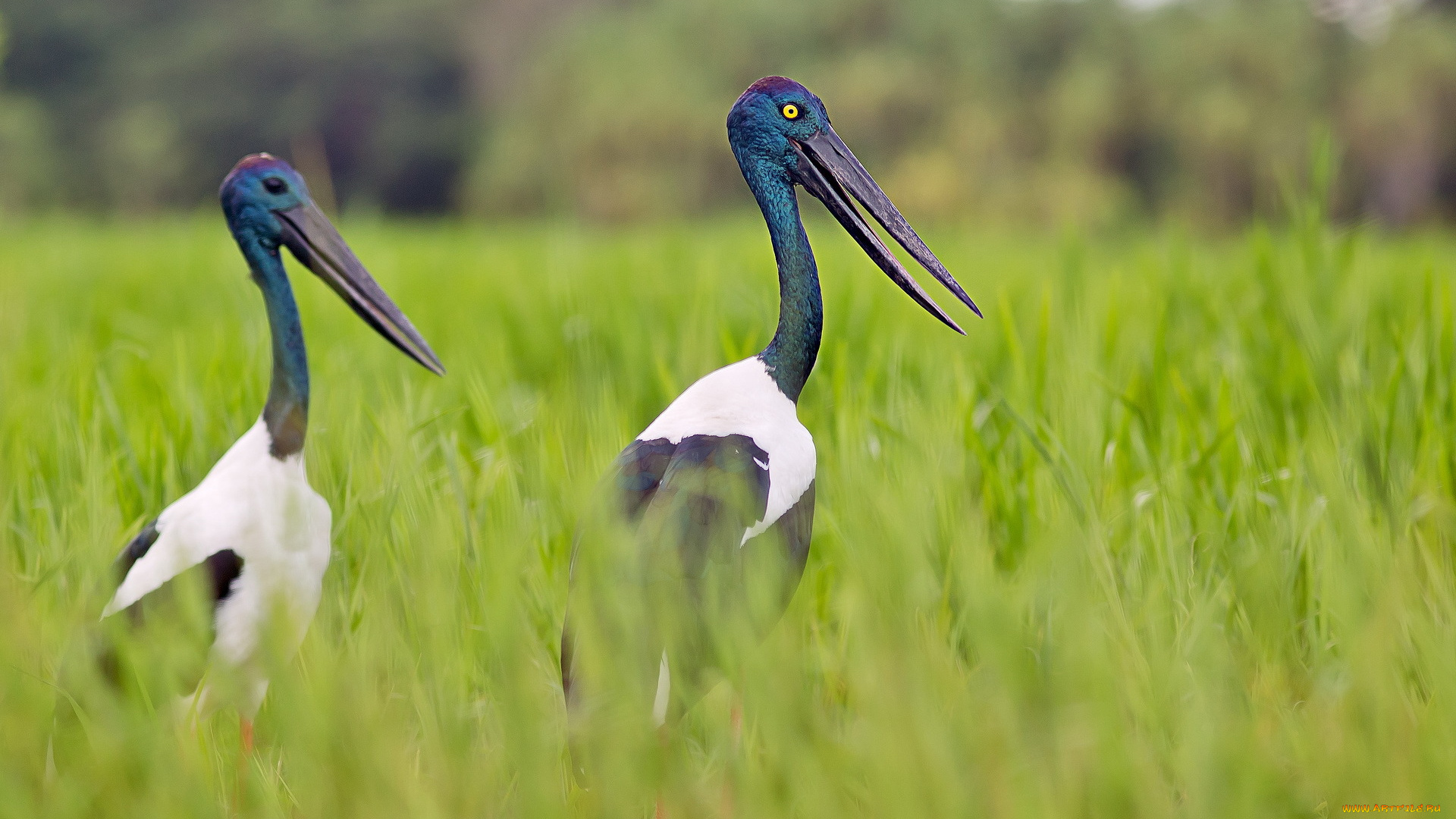 животные, птицы, jabiru, природа