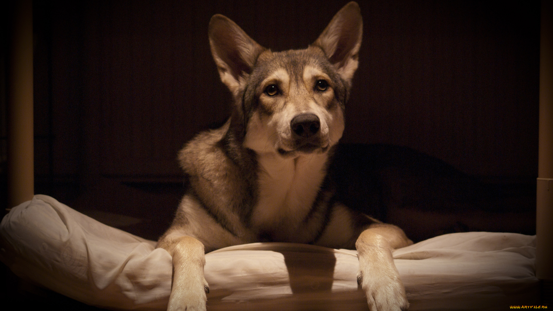 животные, собаки, смотрит, саарлосский, вольфхунд, друг, собака