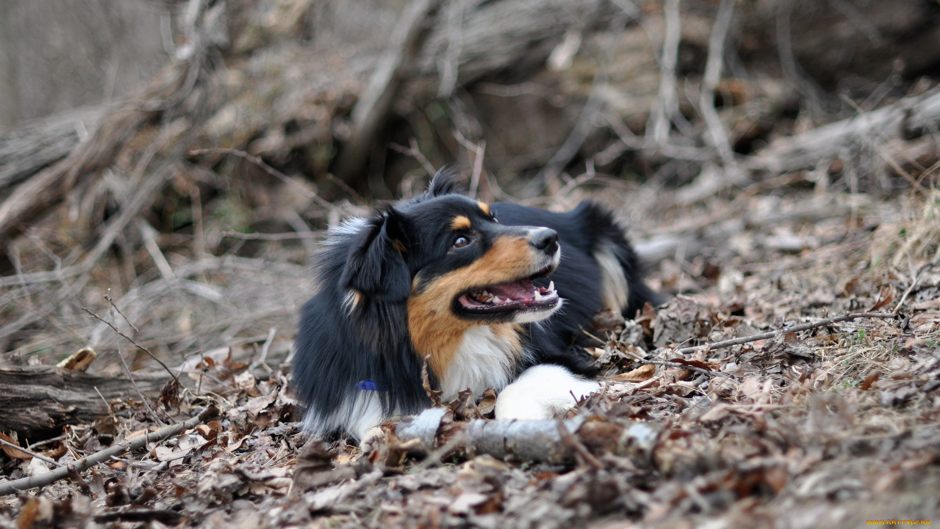 животные, собаки, собака, природа