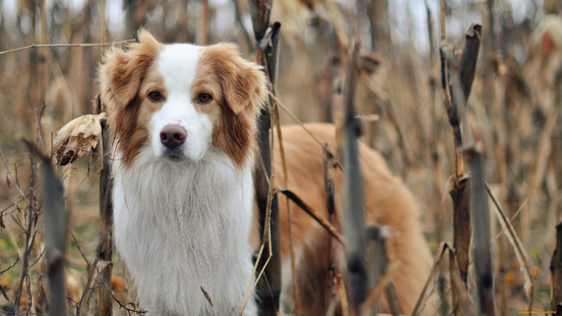 животные, собаки, собака, природа