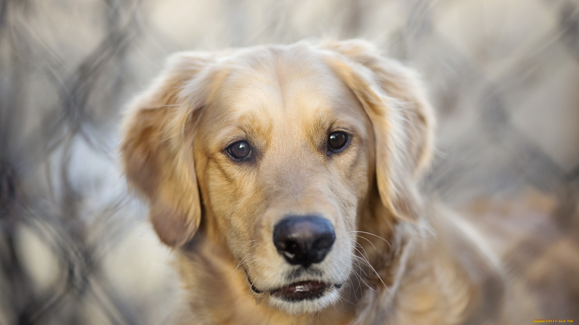 животные, собаки, собака, взгляд