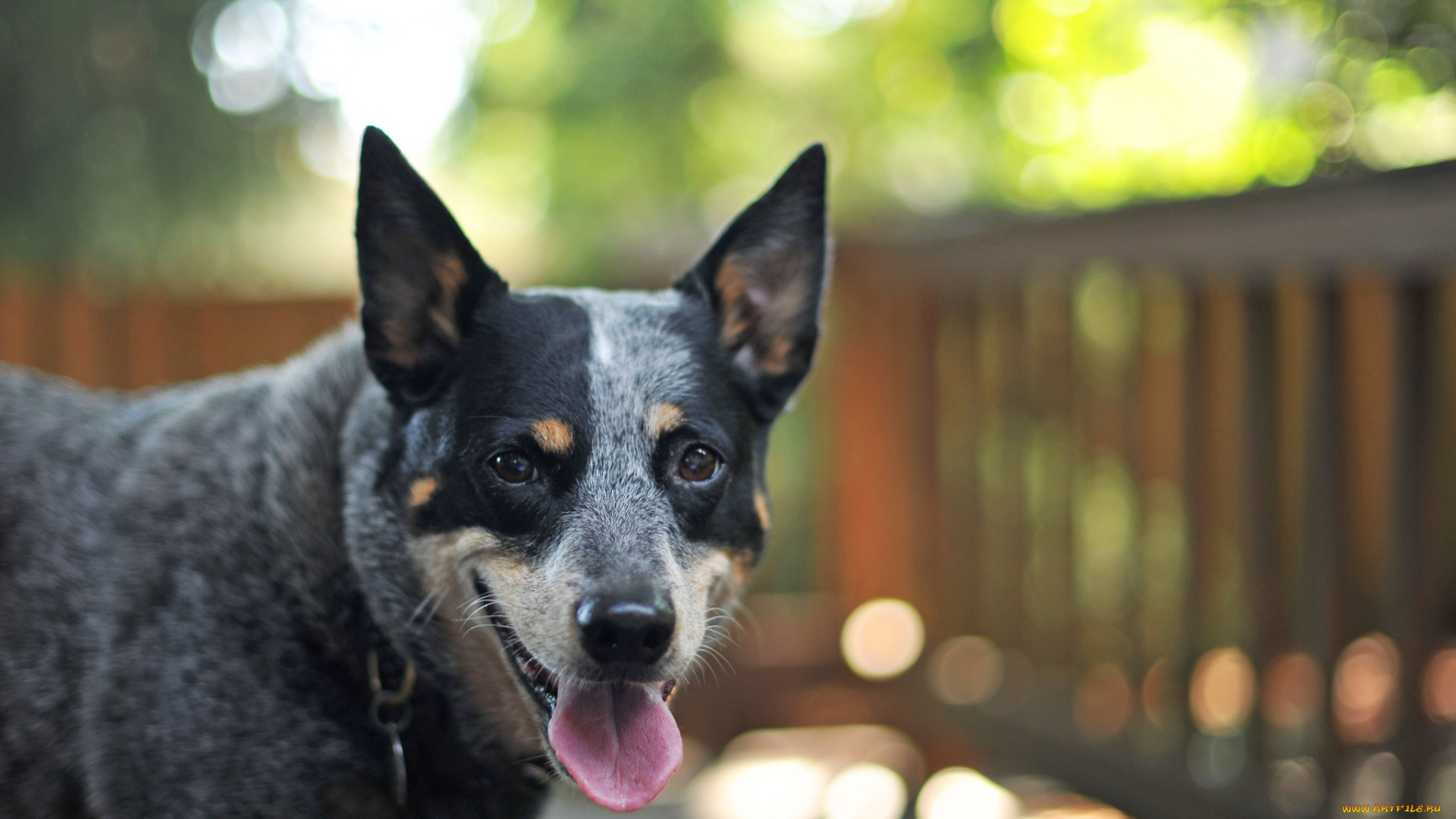 животные, собаки, взгляд, друг, собака, australian, cattle, dog