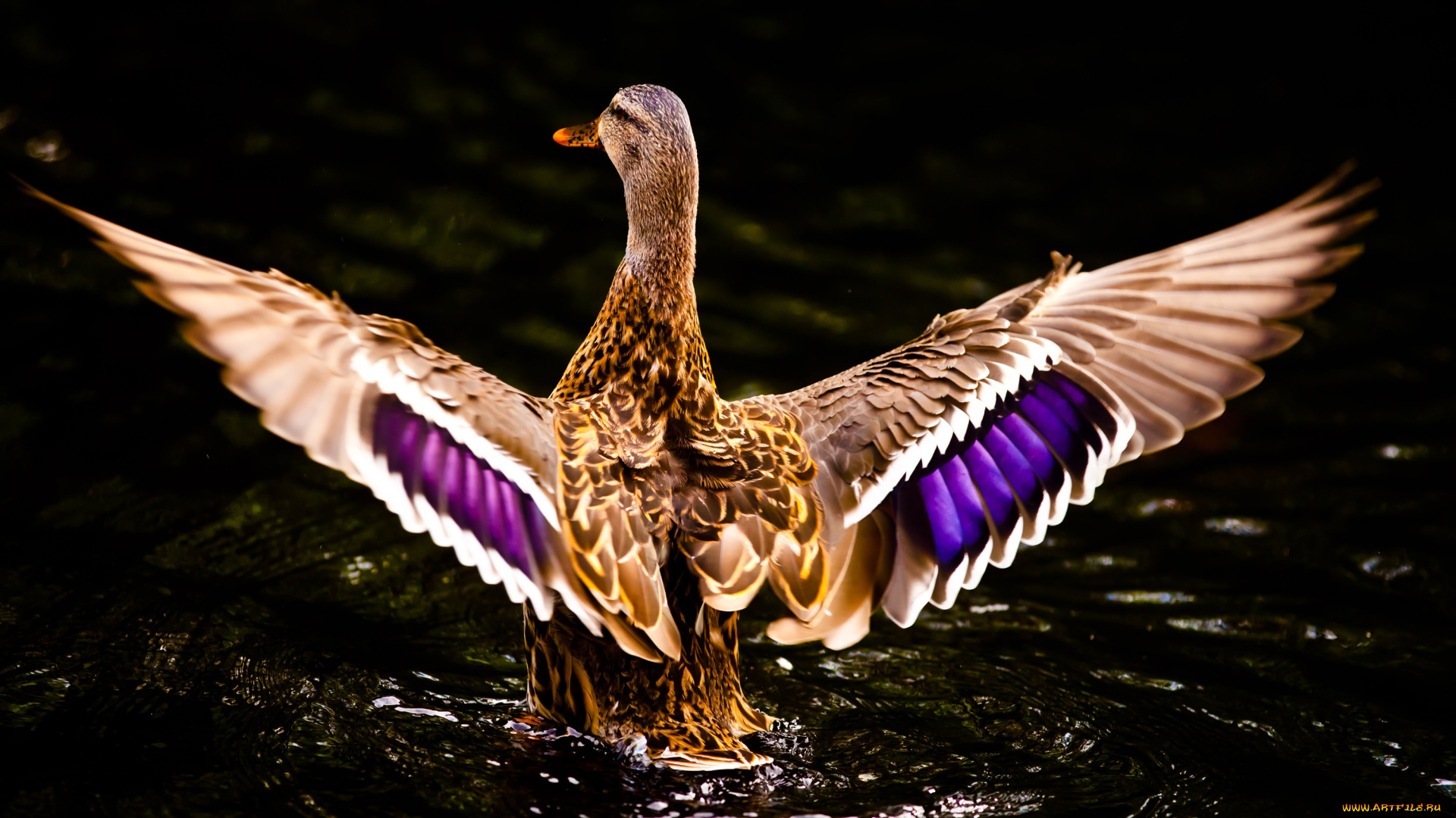 животные, утки, озеро, спина, крылья, утка