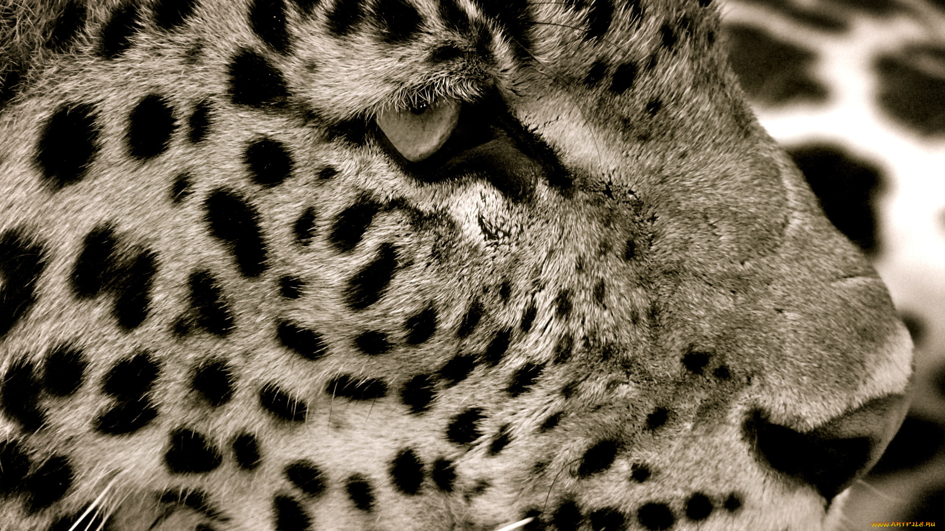 животные, Ягуары, ягуар, морда