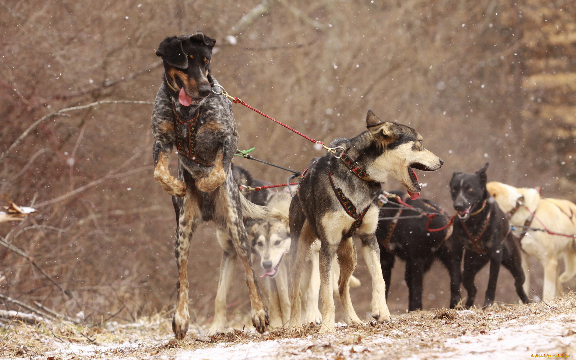 животные, собаки, упряжка