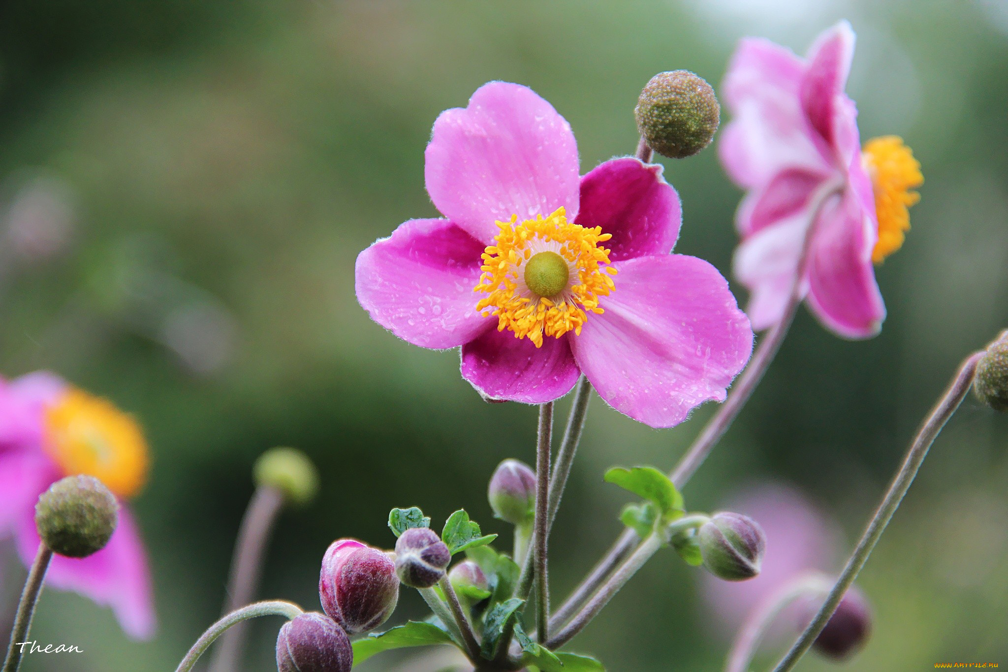ветреница, японская, цветы, ветреницы, печёночницы