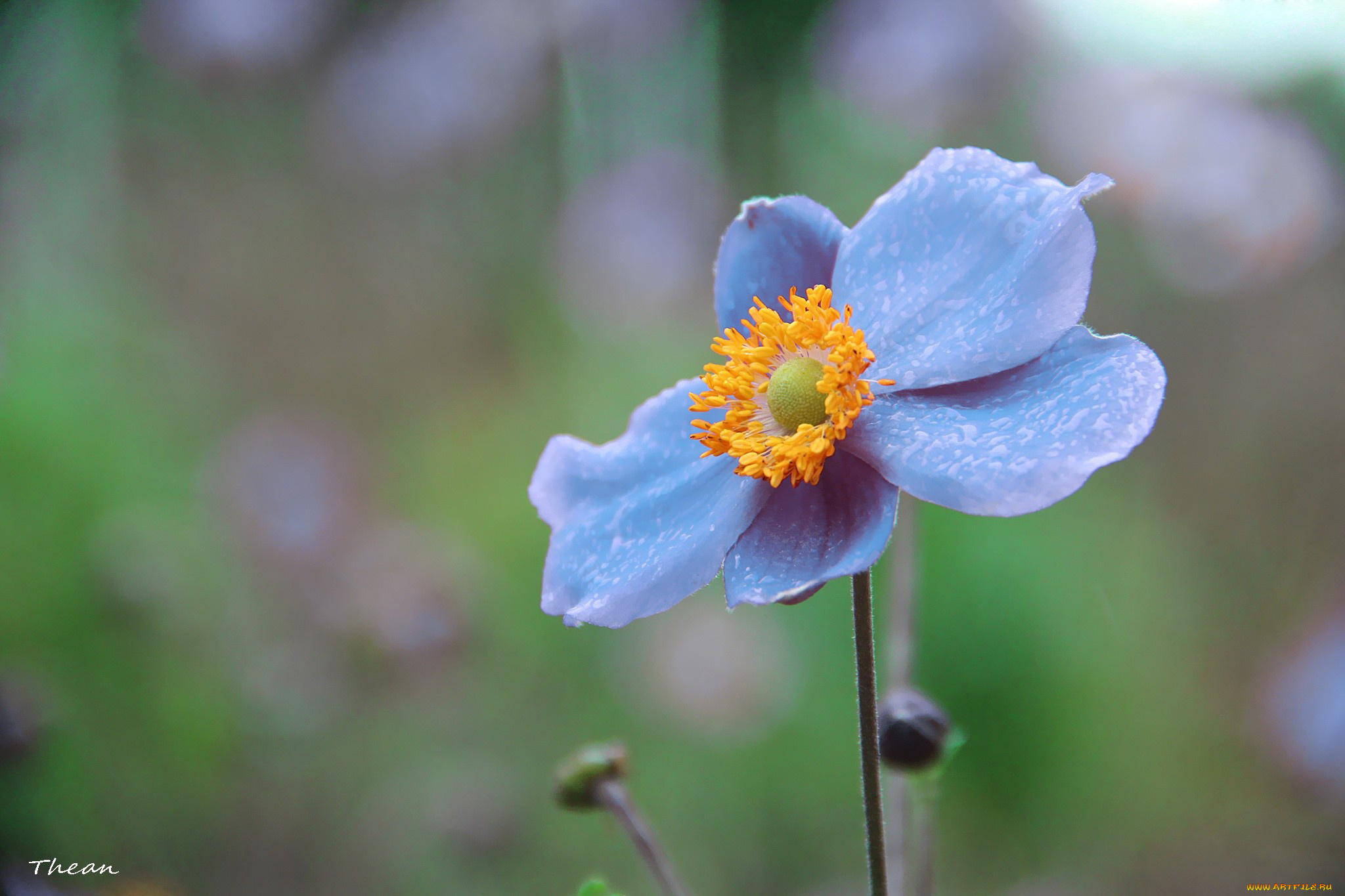 ветреница, японская, цветы, ветреницы, печёночницы