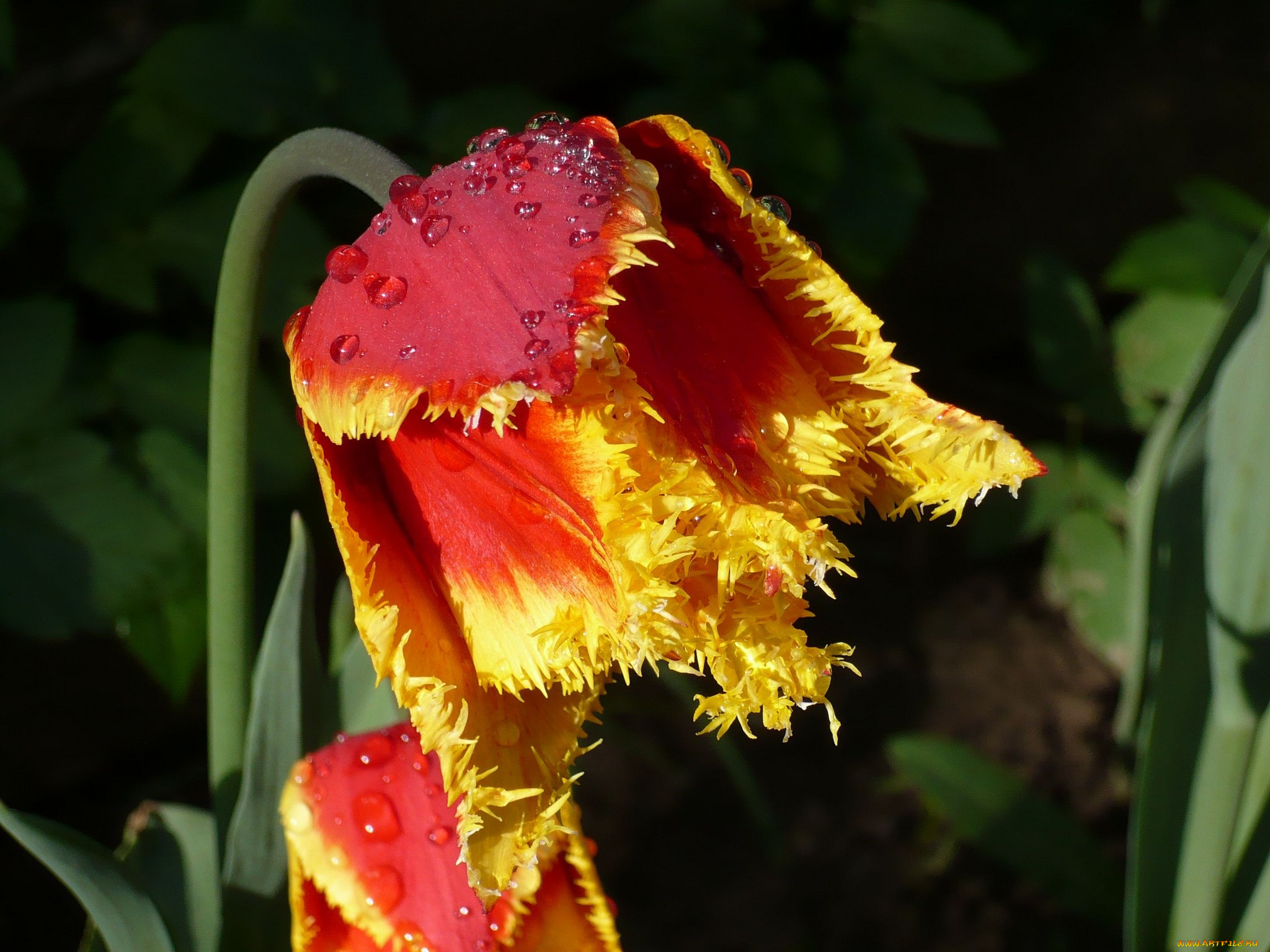 цветы, тюльпаны, махровый, яркий, капли