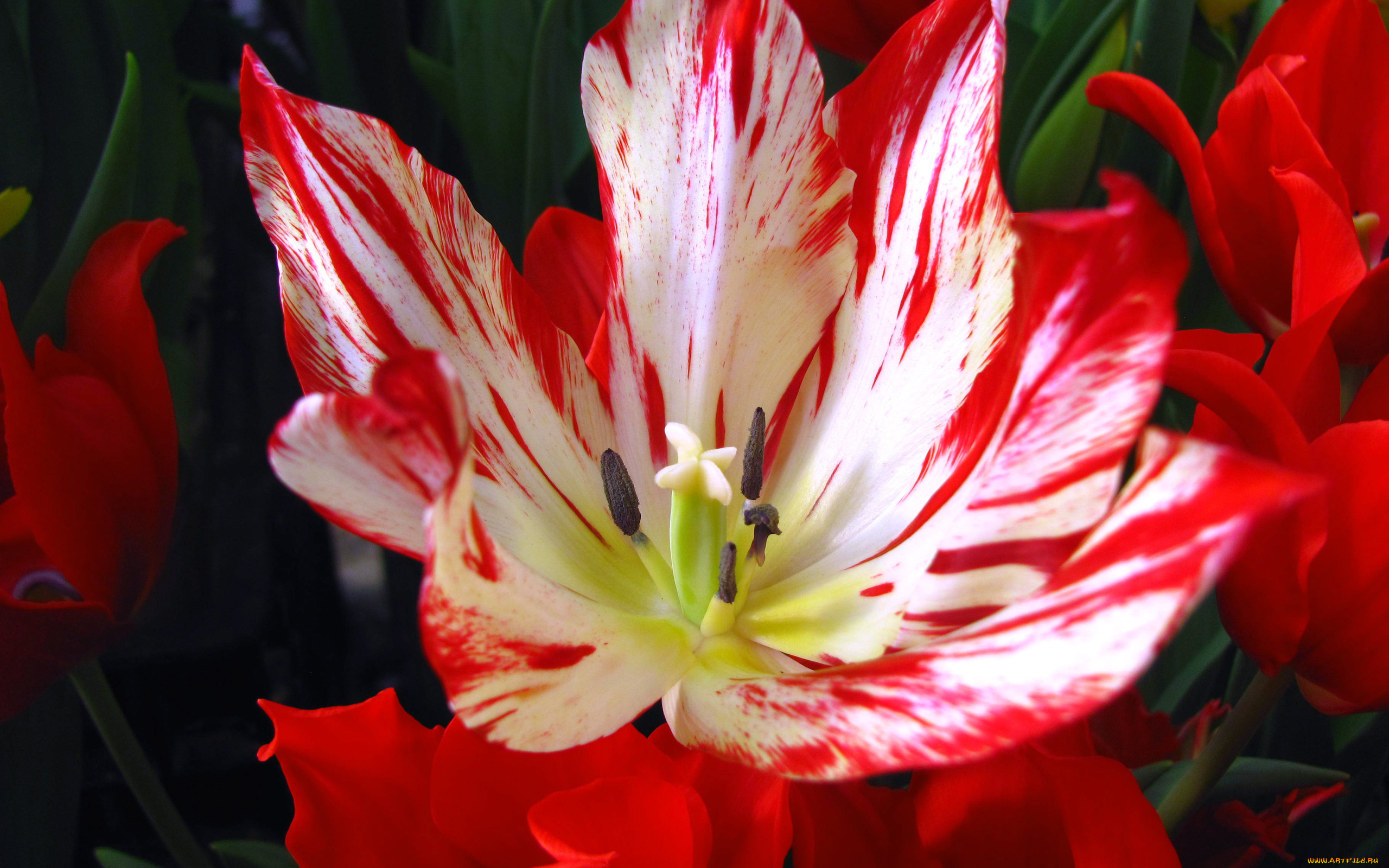 цветы, тюльпаны