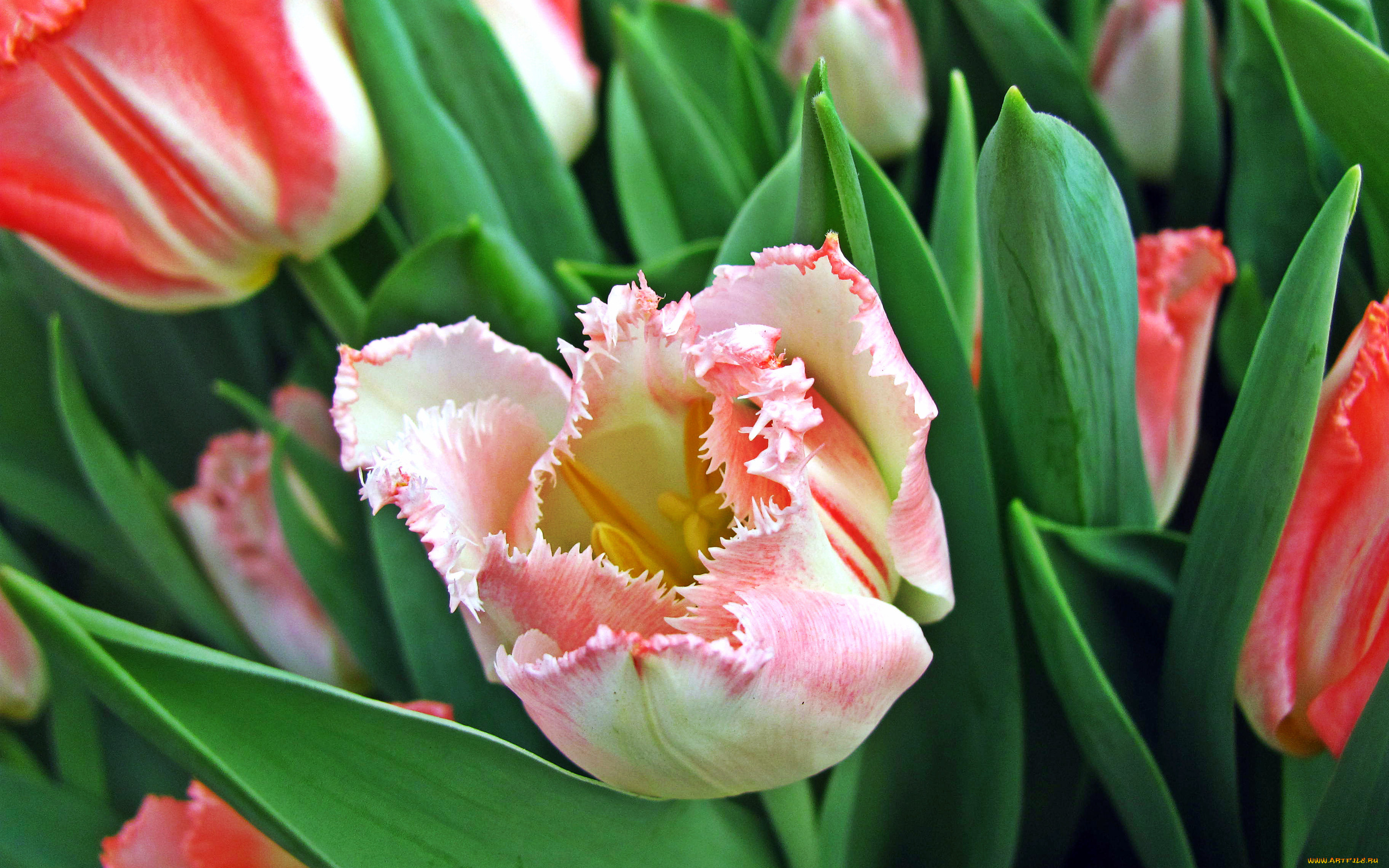 цветы, тюльпаны