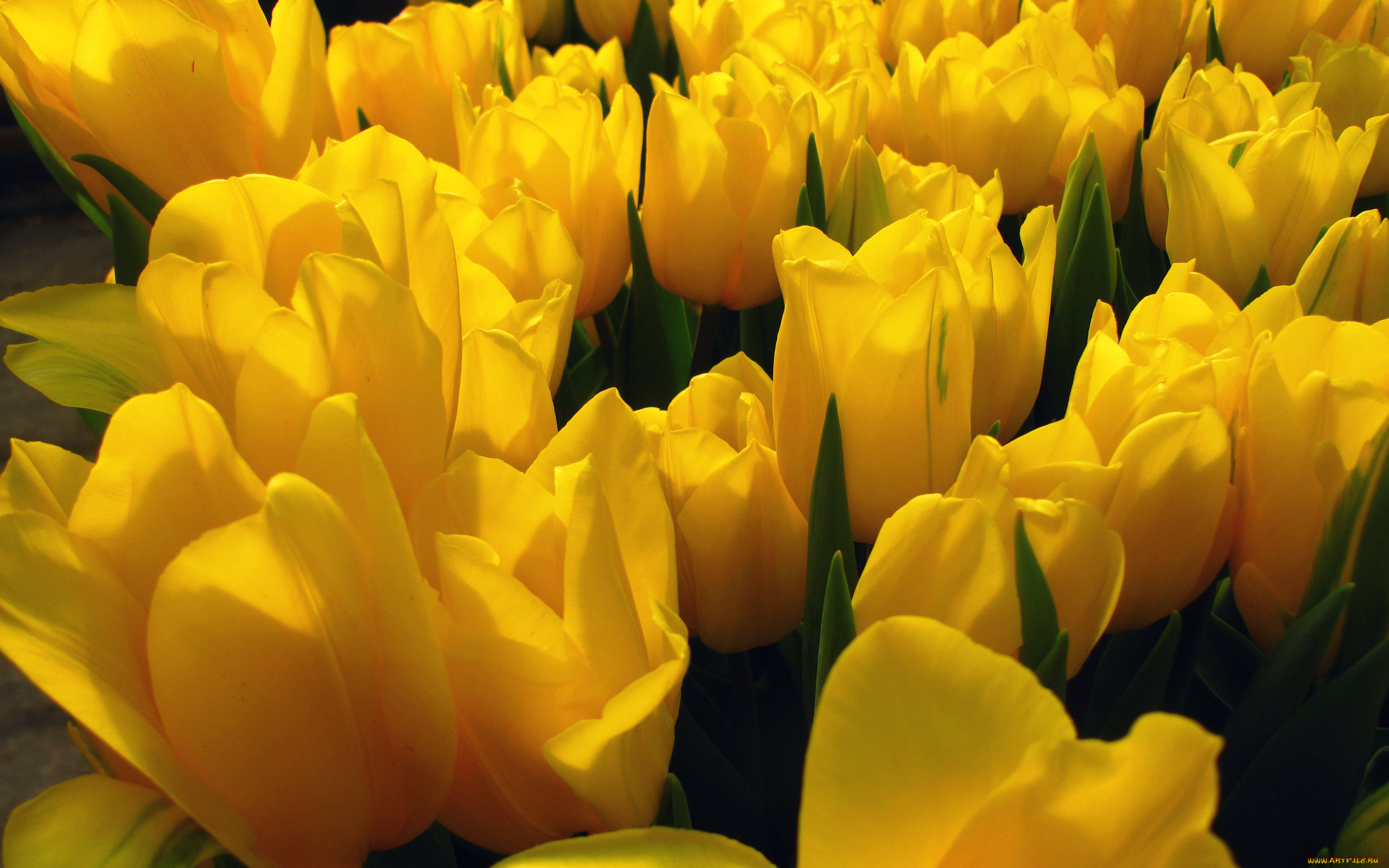 цветы, тюльпаны