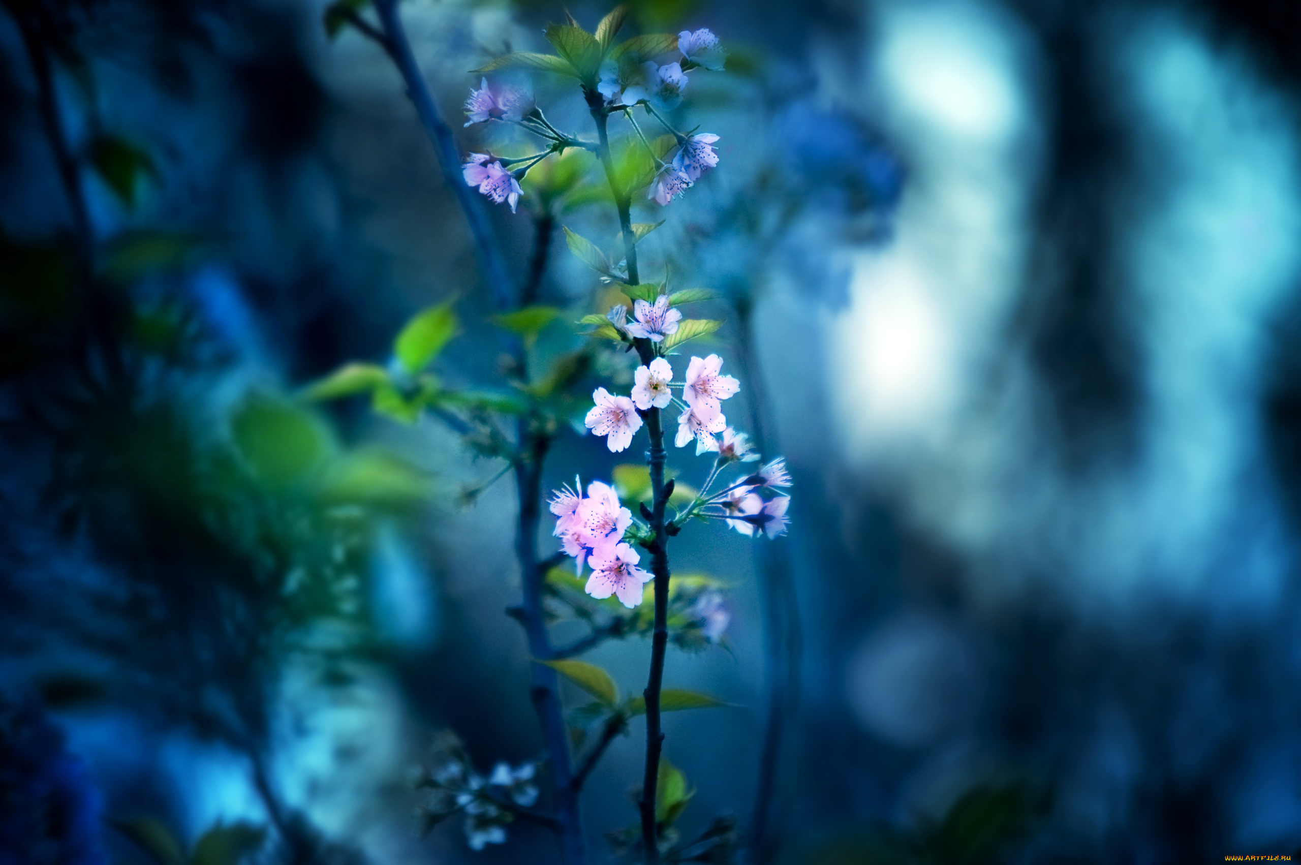 цветы, цветущие, деревья, кустарники, ветка