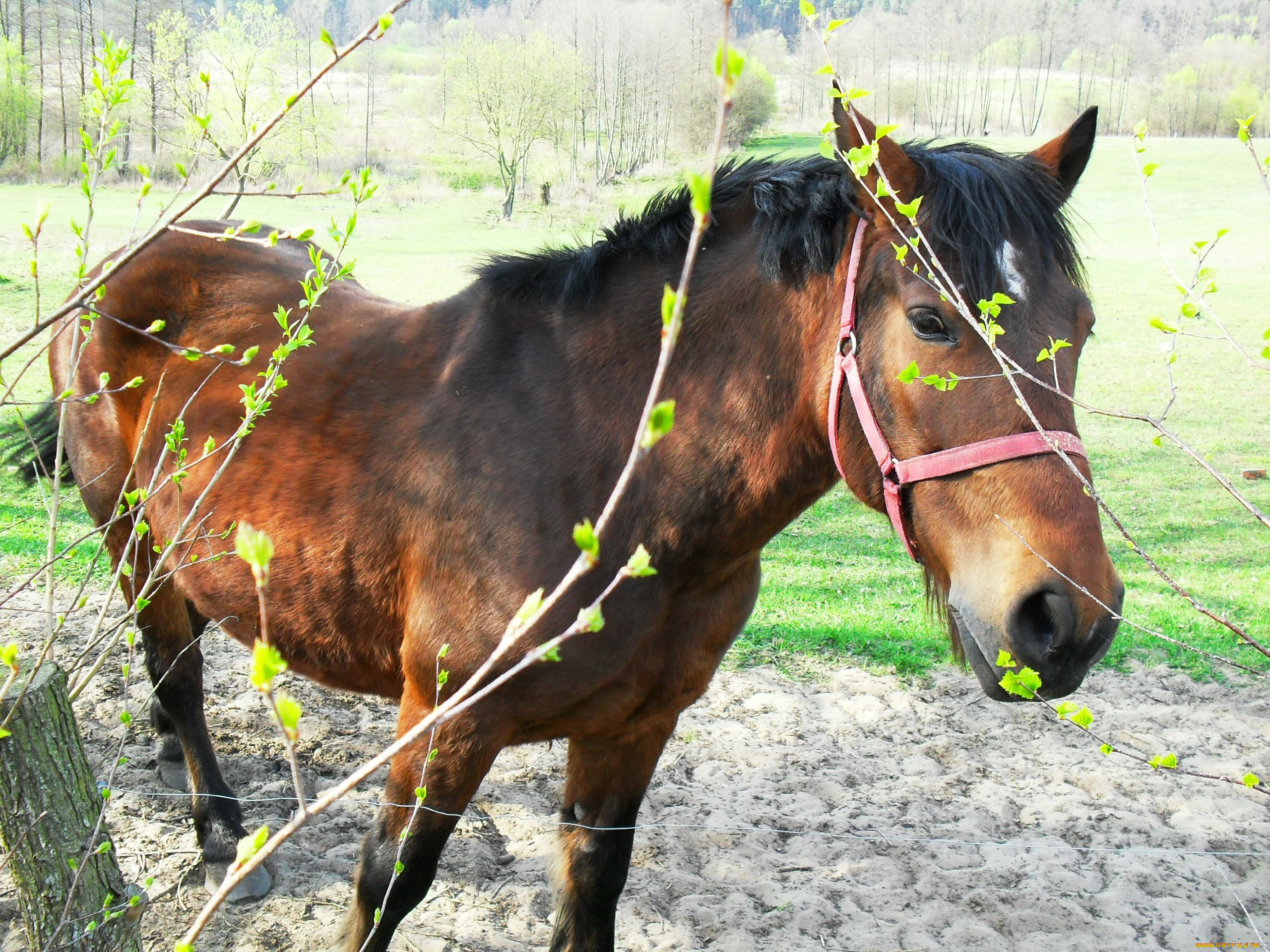 животные, лошади, лошадка
