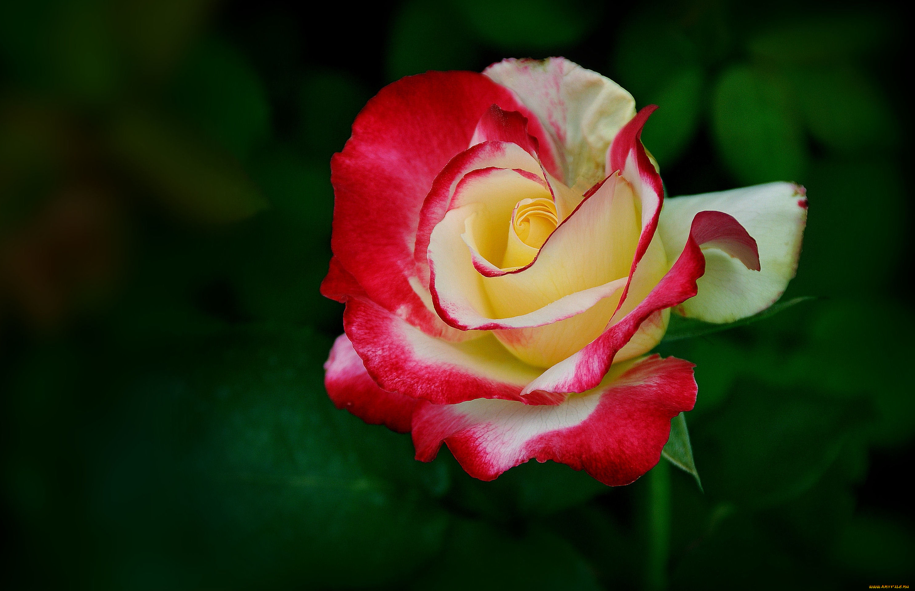 цветы, розы, бутон