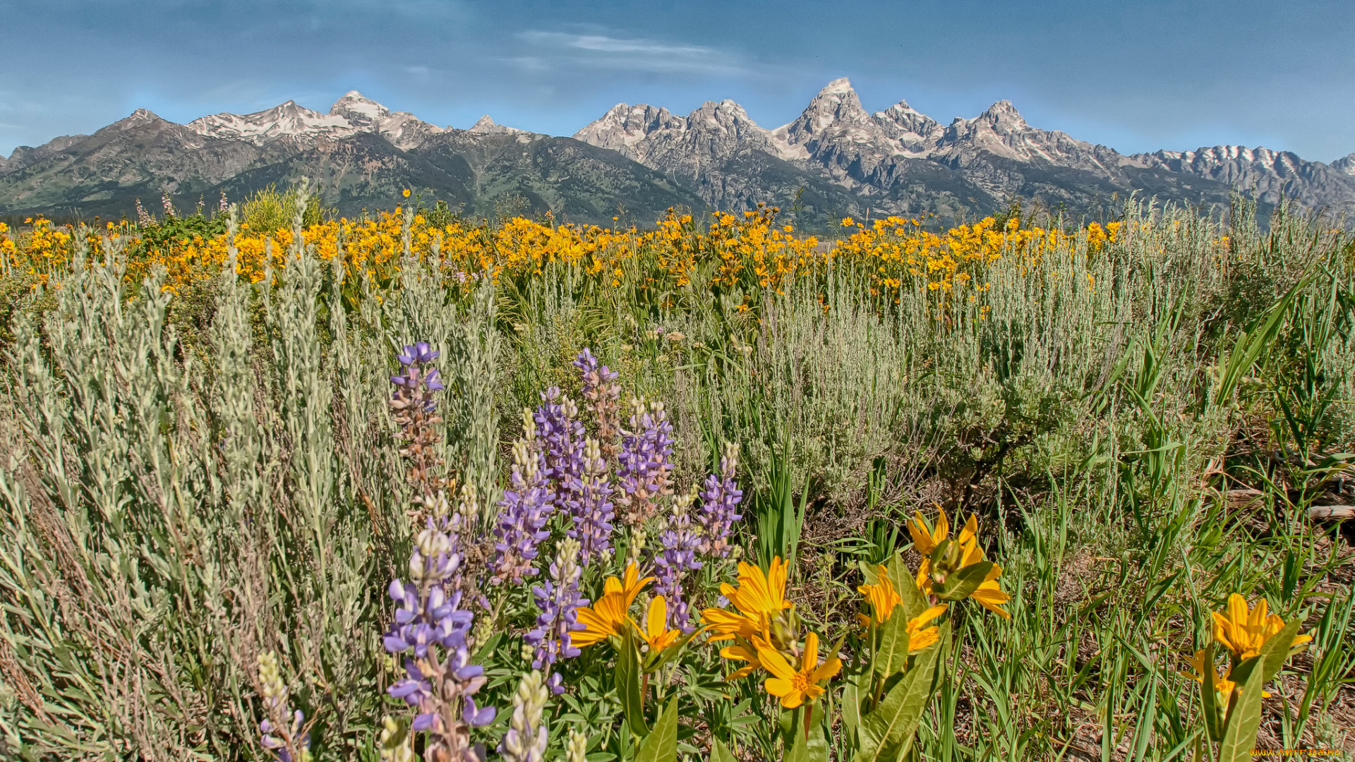 природа, луга, цветы, трава, луг, горы