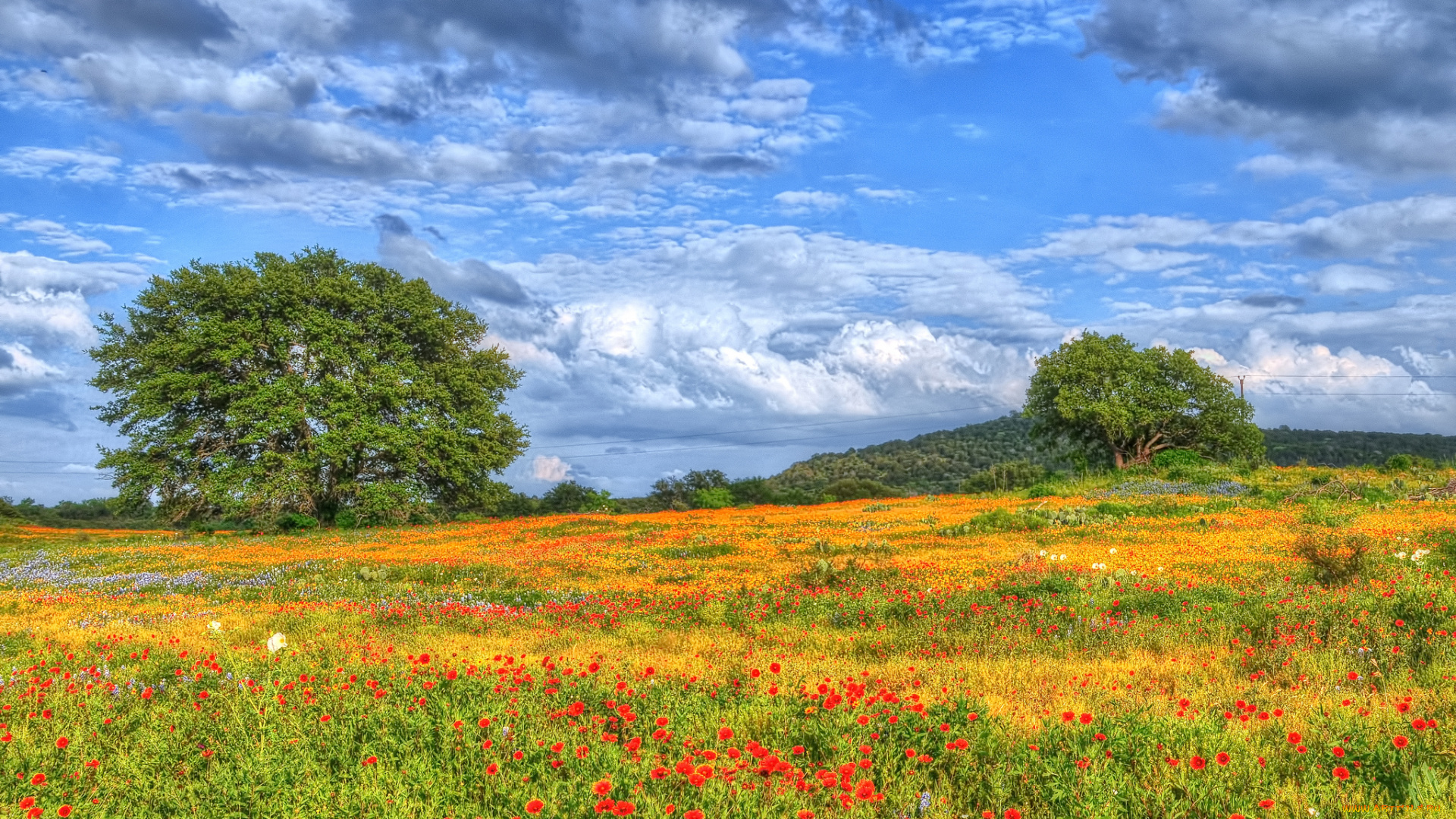 природа, луга, трава, луг, поле, деревья, цветы