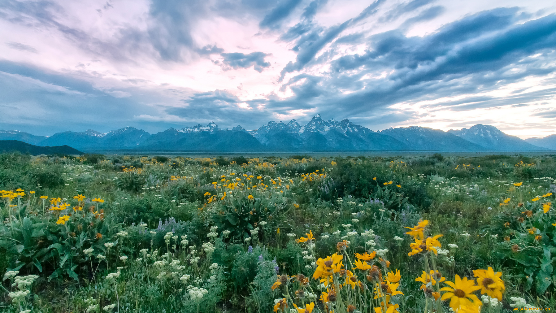 природа, луга, тучи, цветы, трава, луг, равнина, горы
