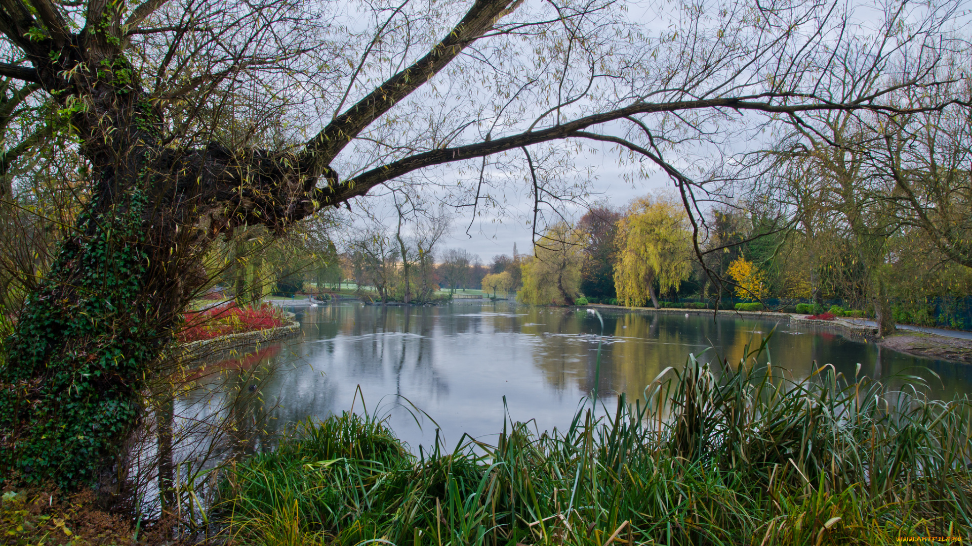 природа, парк, лес, река, осока