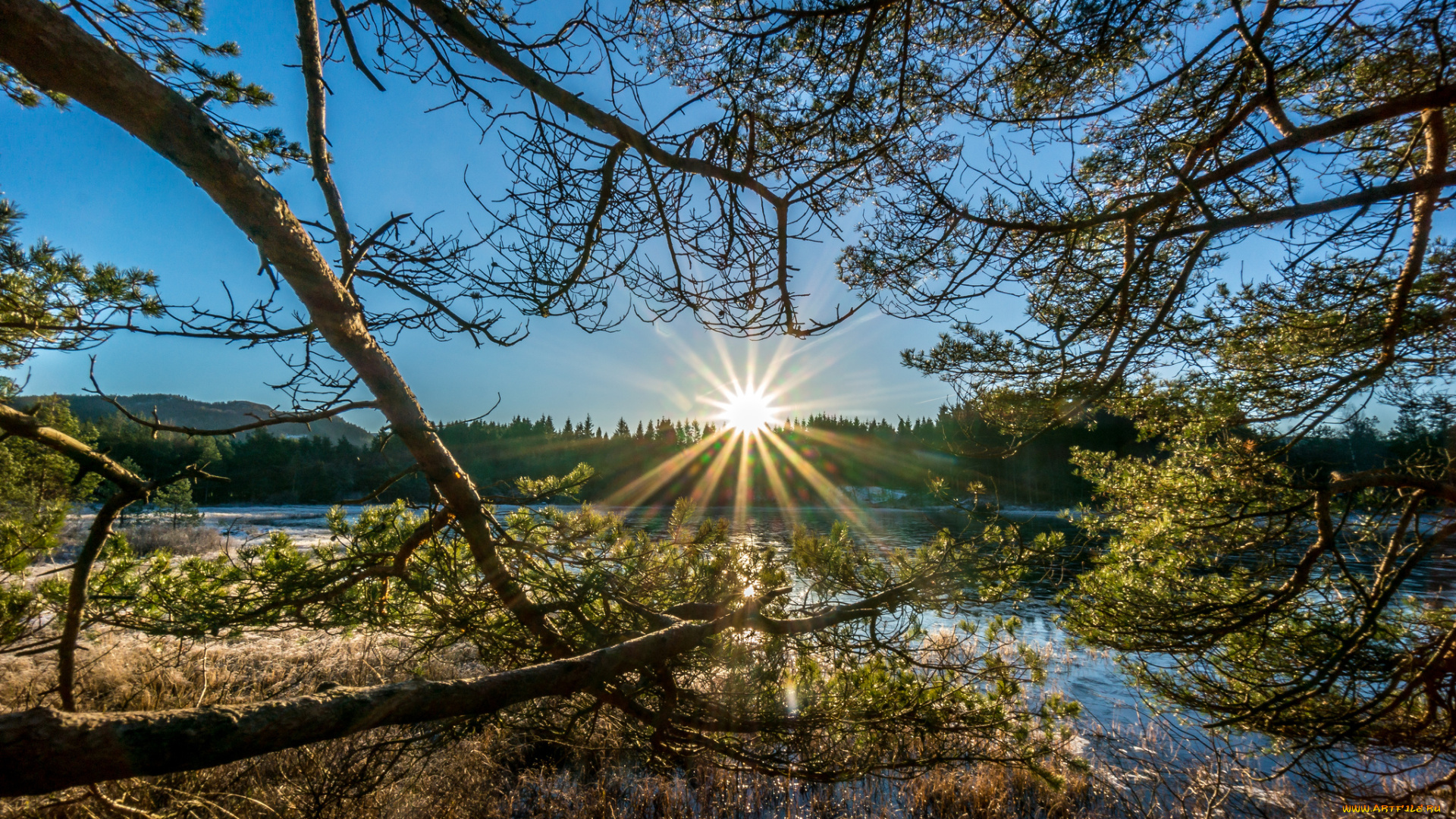 природа, восходы, закаты, лес, река, ветки, солнце, сияние