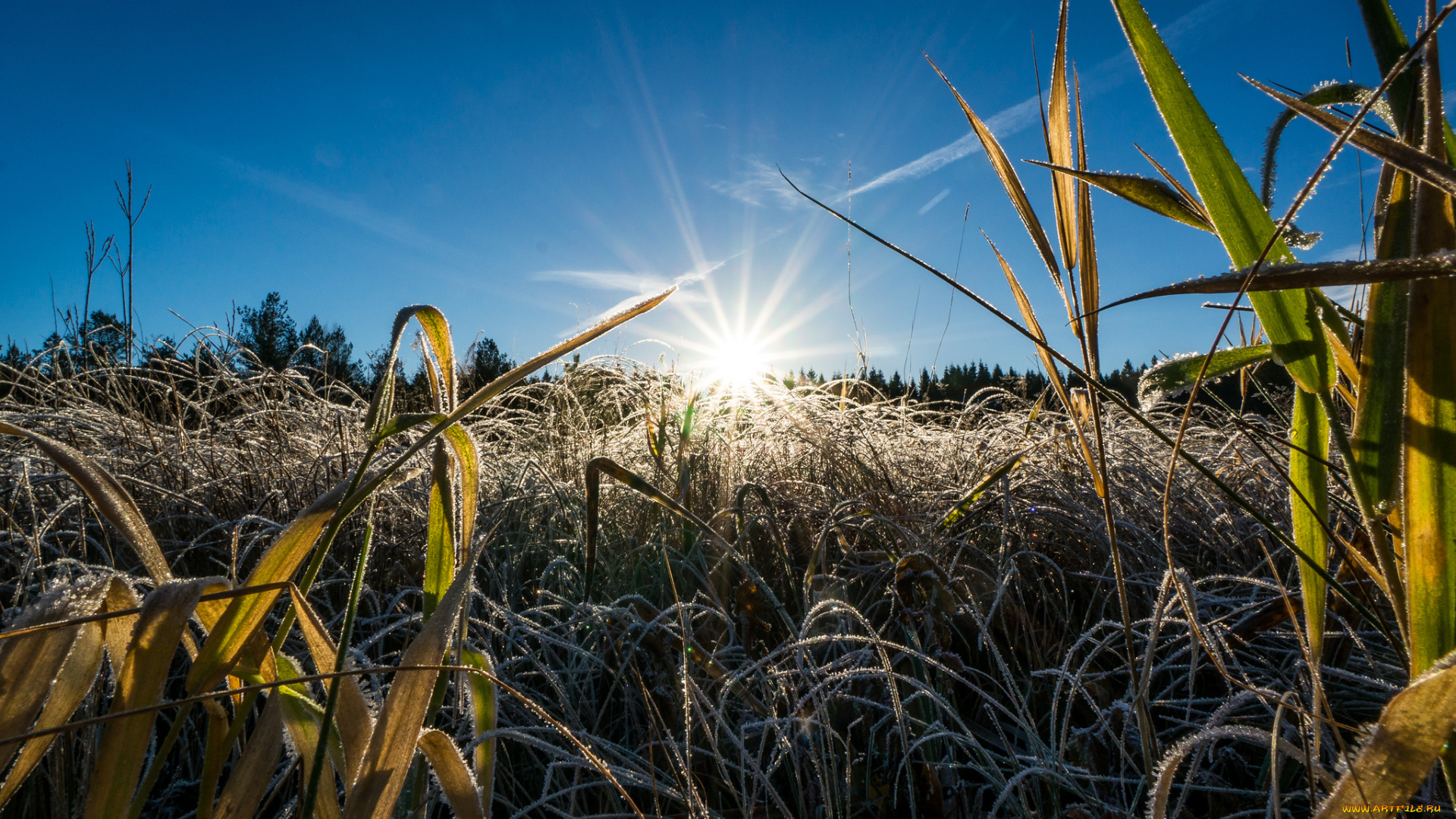 природа, восходы, закаты, луг, трава, роса, солнце, сияние