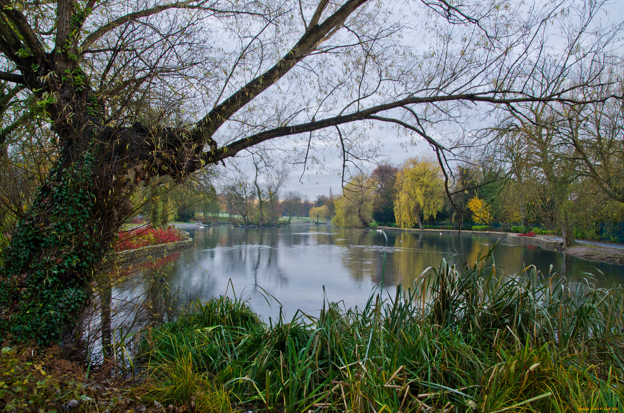 природа, парк, лес, река, осока